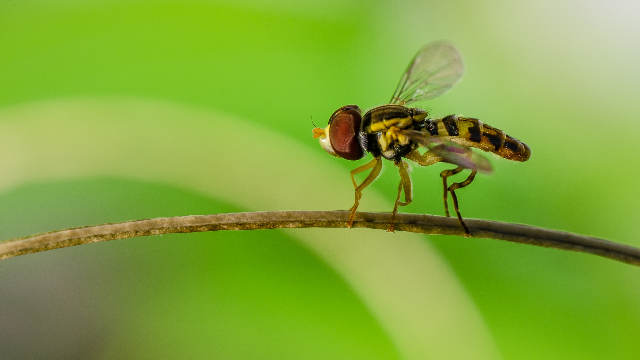 Nikon D5100 + Tamron SP 90mm F2.8 Di VC USD 1:1 Macro sample photo. Hoverfly on a stem photography