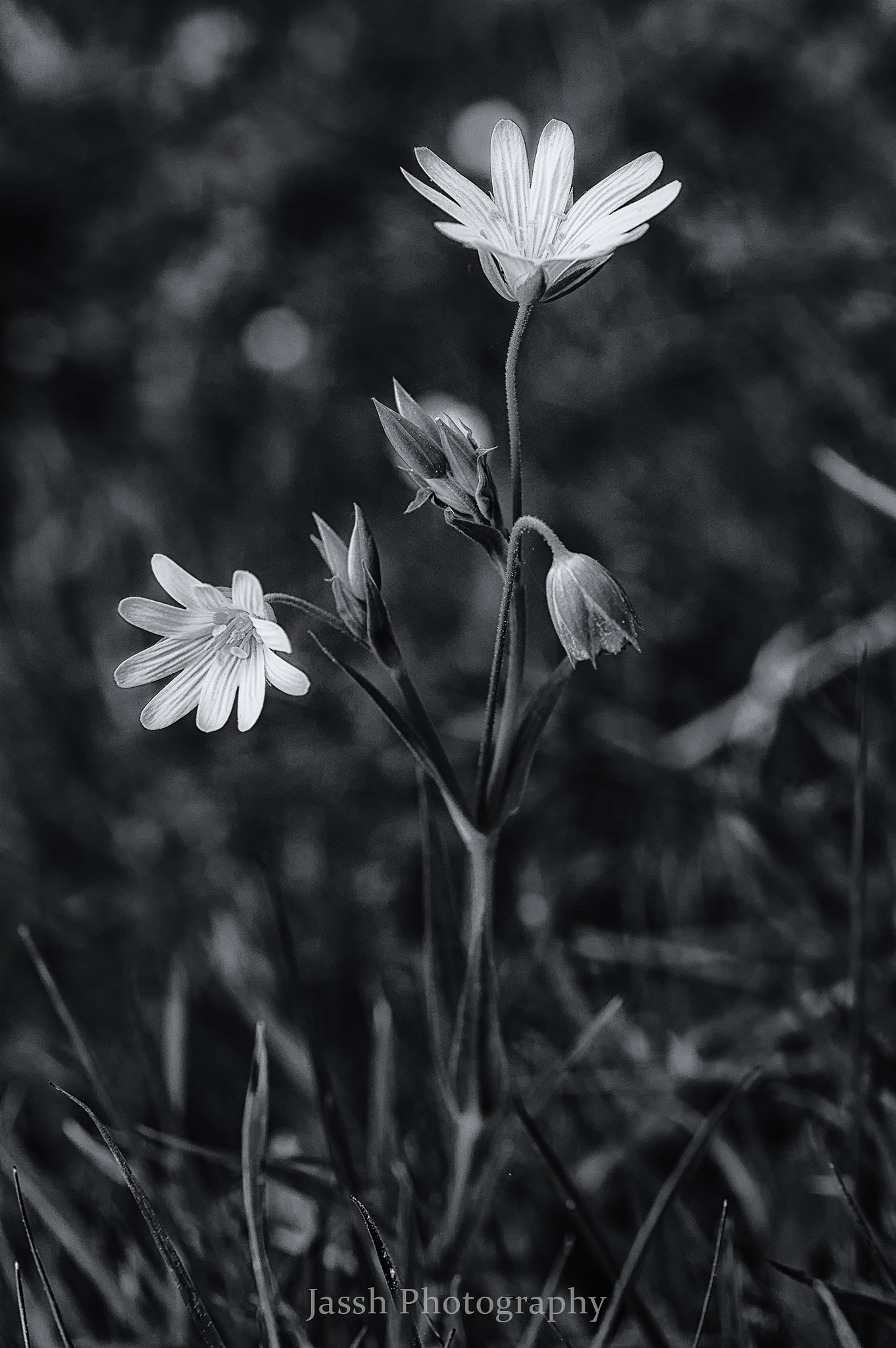 Nikon AF-S DX Micro Nikkor 40mm F2.8 sample photo. Early spring flowers black & white photography