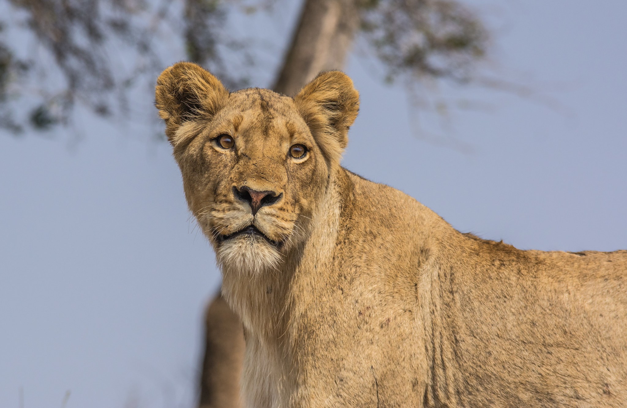 Pentax K-3 + Tamron SP AF 70-200mm F2.8 Di LD (IF) MACRO sample photo. Lioness photography