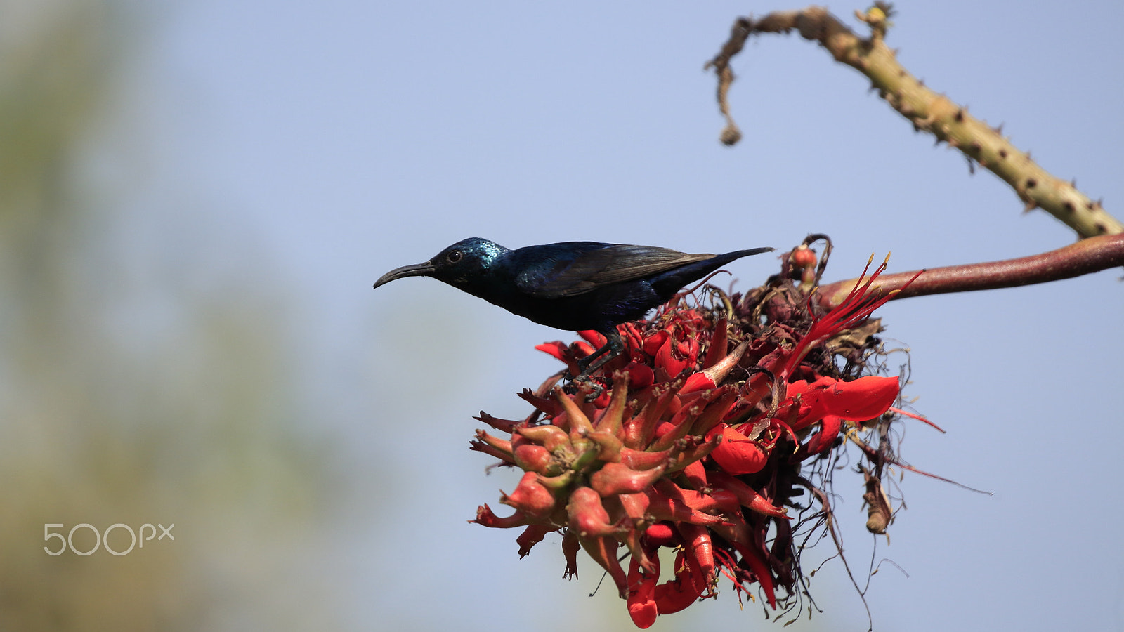 Canon EOS 500D (EOS Rebel T1i / EOS Kiss X3) sample photo. Purple sunbird photography
