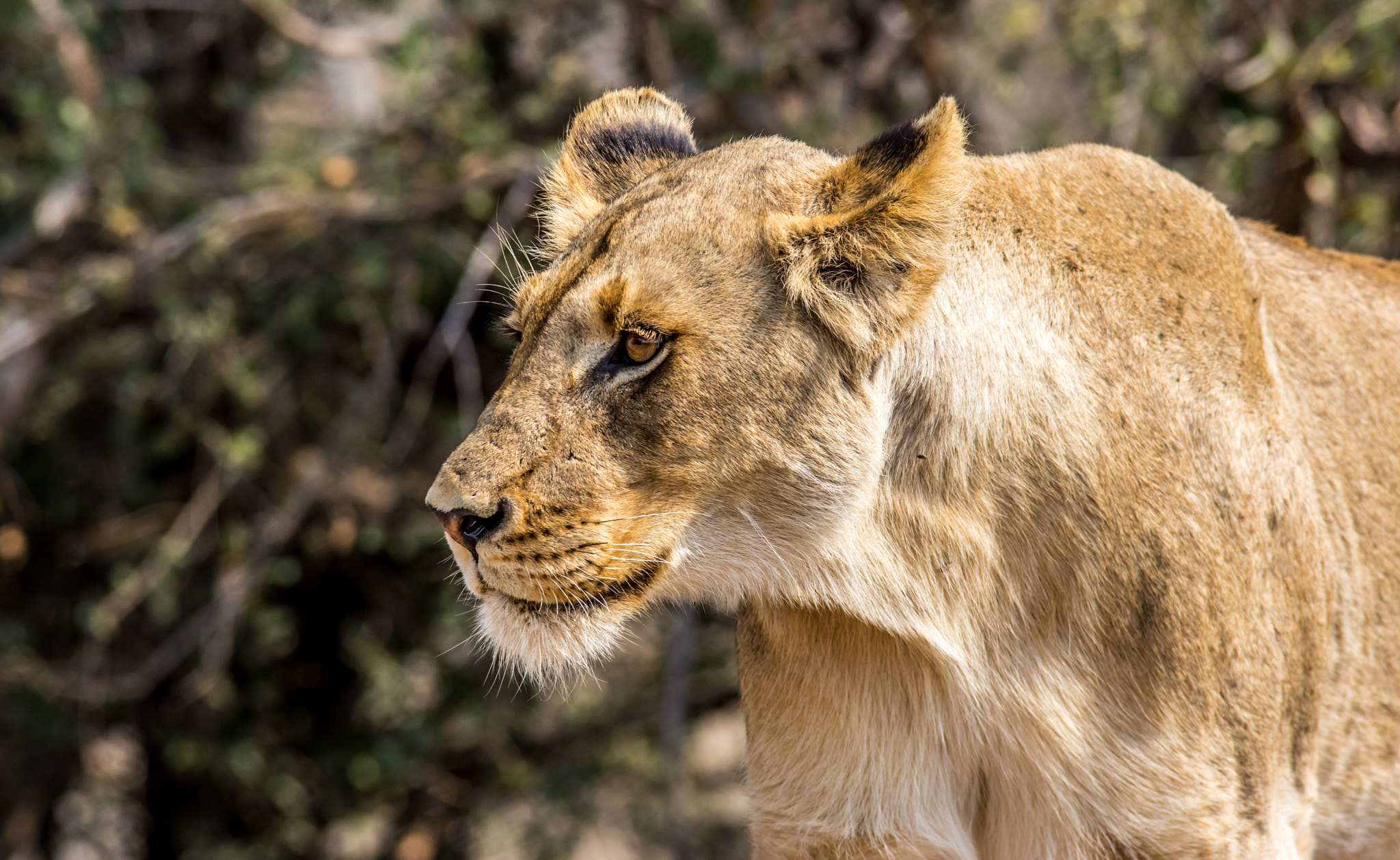 Tamron SP AF 70-200mm F2.8 Di LD (IF) MACRO sample photo. Lioness photography