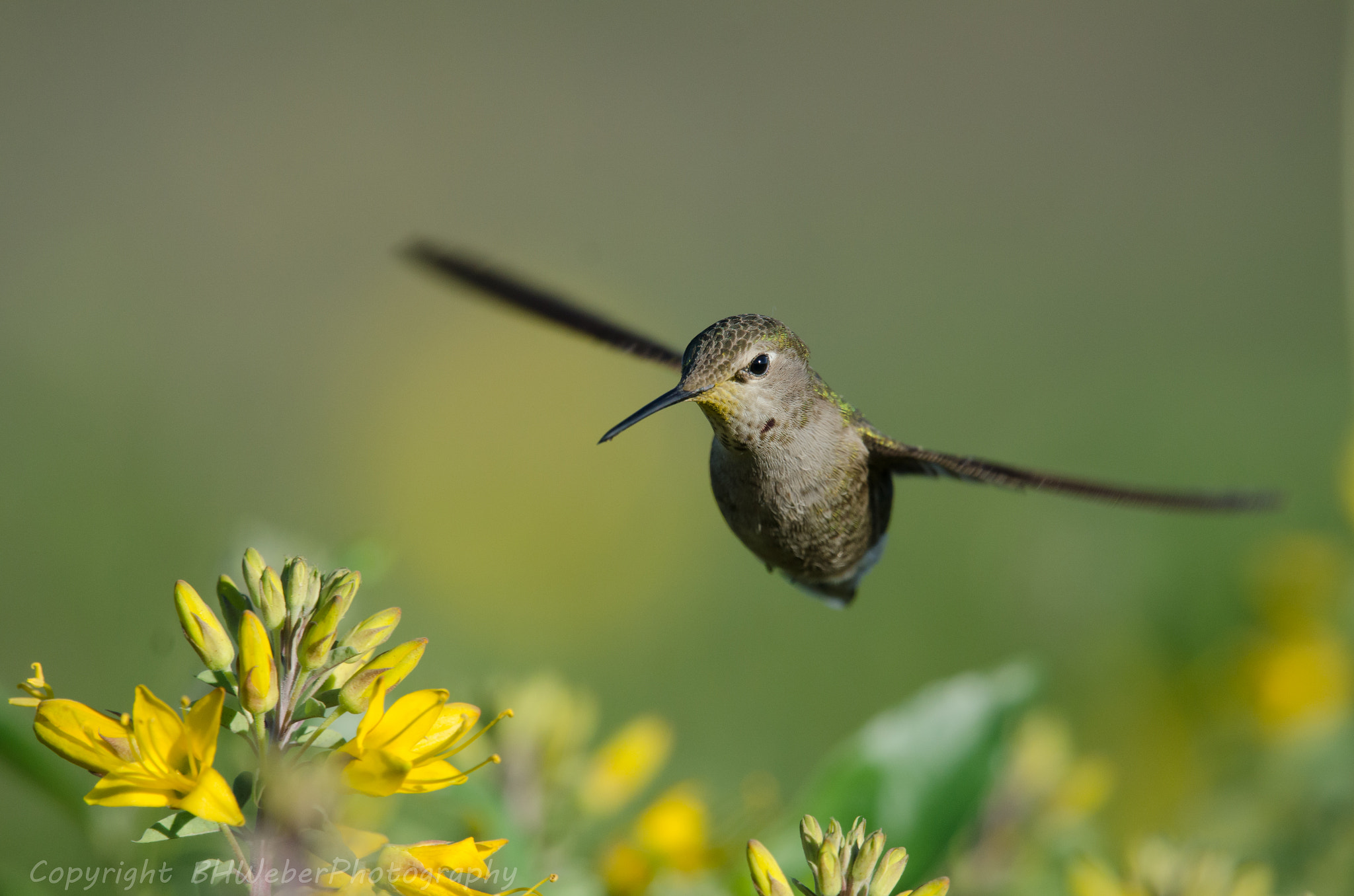 Nikon Nikkor AF-S 300mm F4E PF ED VR sample photo. Flying above flowers photography