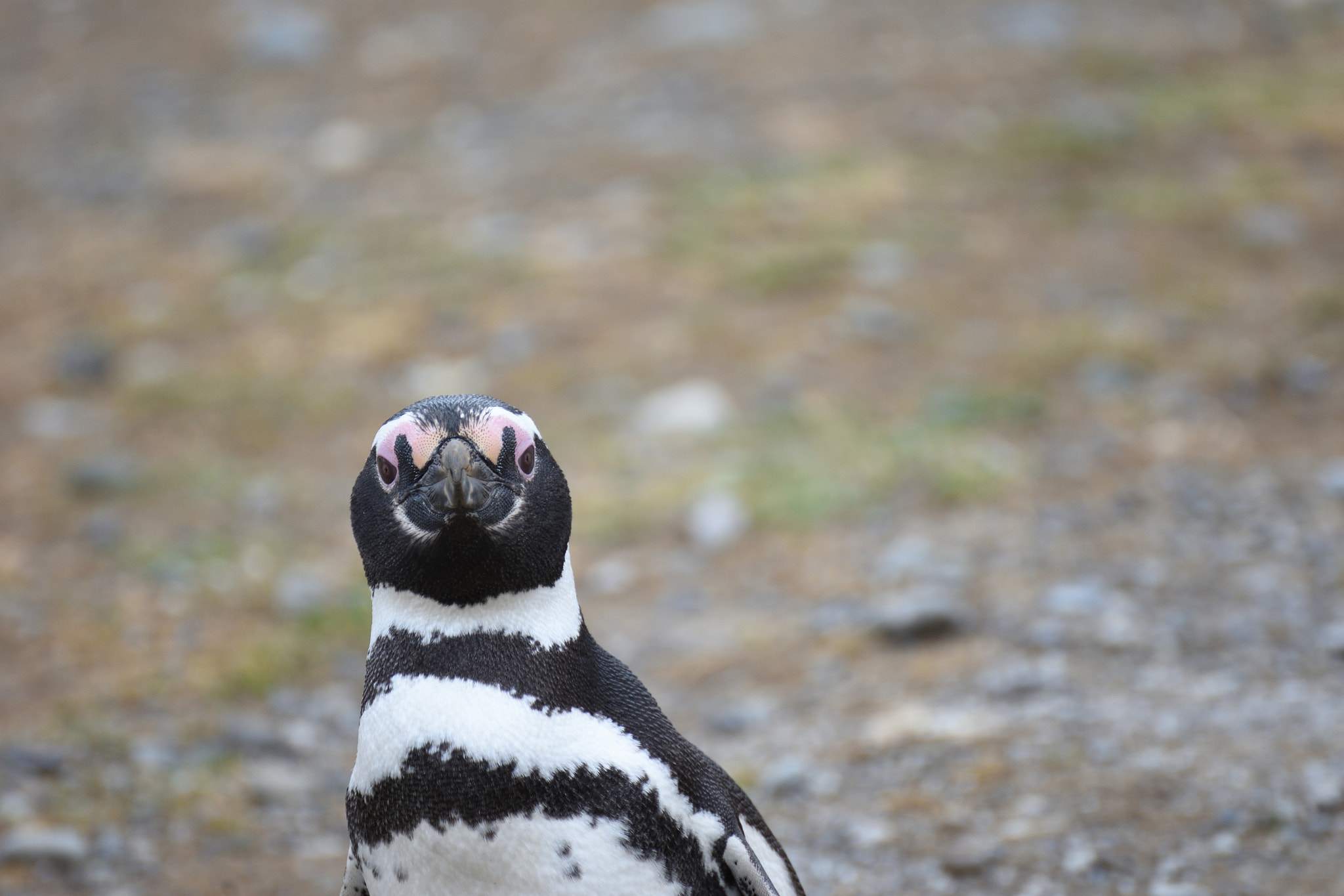 Nikon D7200 sample photo. Hello penguin! photography