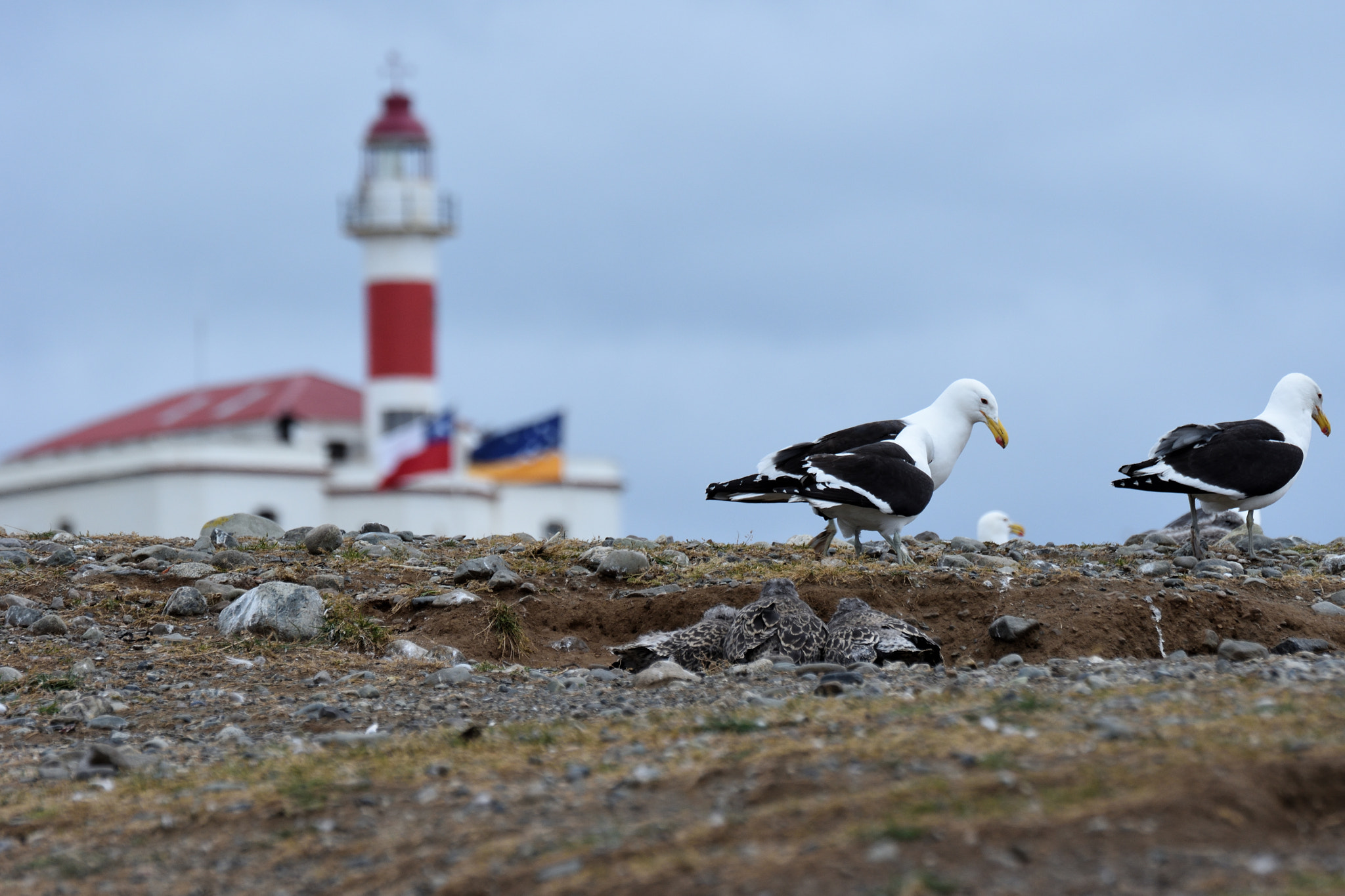 Nikon D7200 sample photo. Seagulls photography