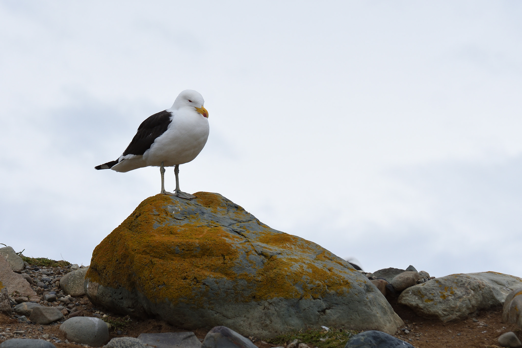Nikon D7200 sample photo. Seagull on a rock photography