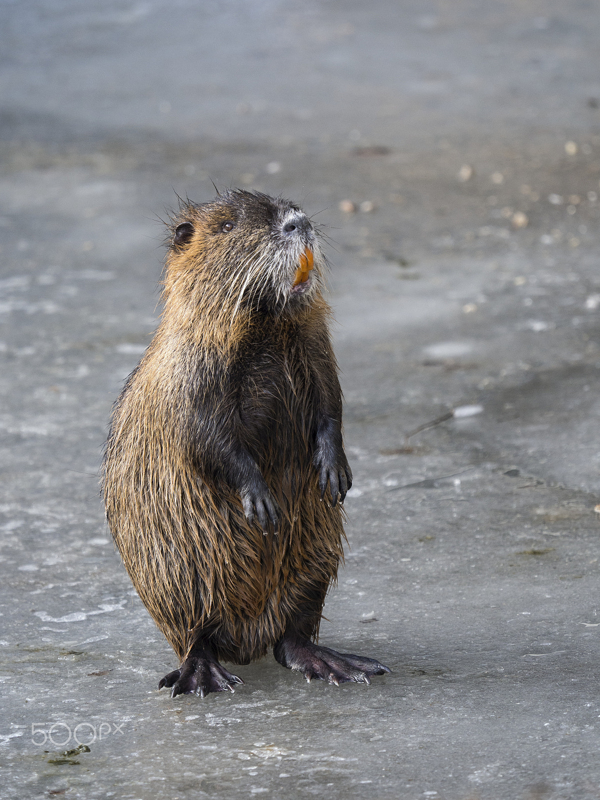 Olympus OM-D E-M1 Mark II + Olympus M.Zuiko Digital ED 40-150mm F2.8 Pro sample photo. Begging coypu photography