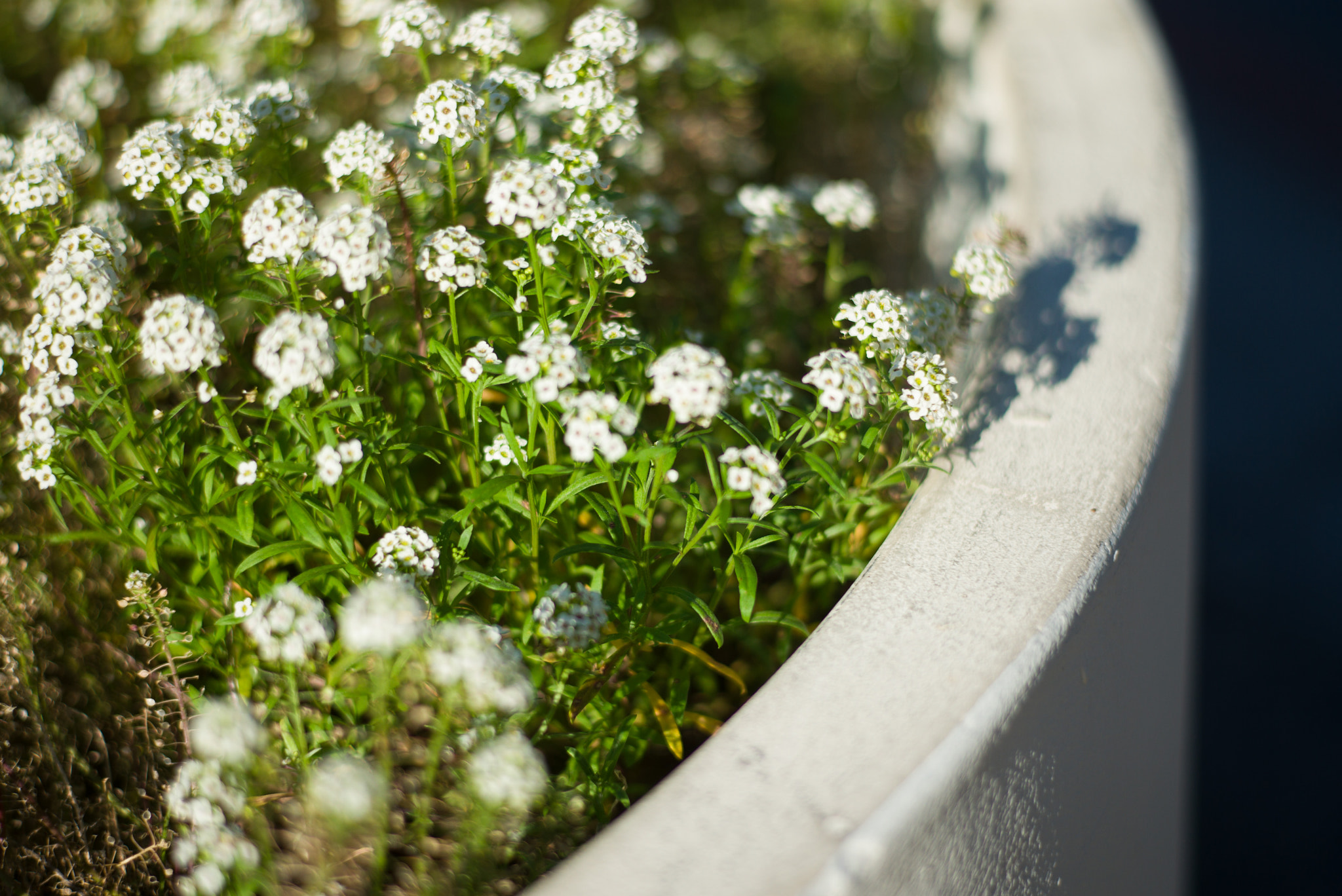 Leica APO-Summicron-M 90mm F2 ASPH sample photo. Flower photography