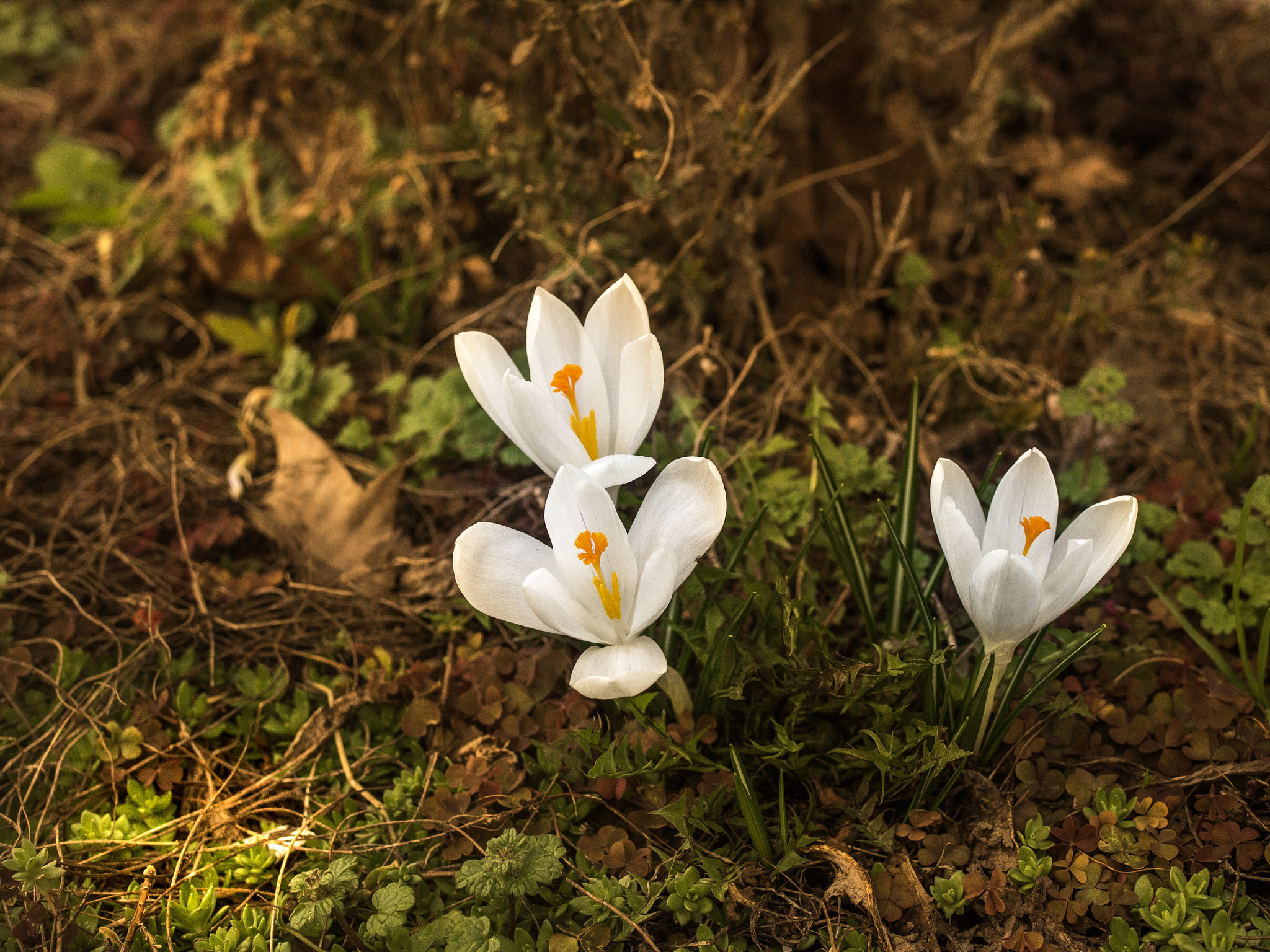 Olympus OM-D E-M5 II + Olympus M.Zuiko Digital 25mm F1.8 sample photo. Flowers photography