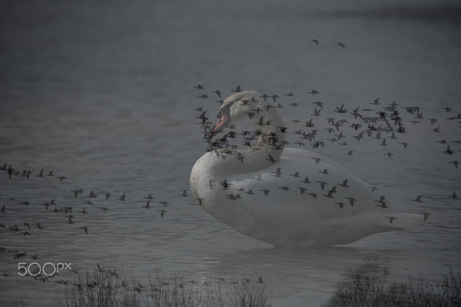 Nikon D500 + Sigma 150-600mm F5-6.3 DG OS HSM | S sample photo. "my way" by (andje) photography