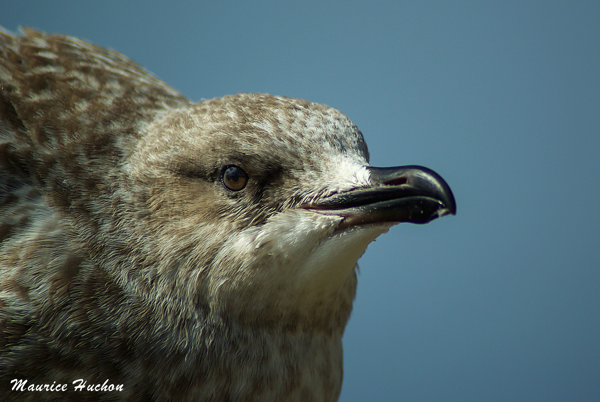 Pentax K10D + Tamron AF 70-300mm F4-5.6 LD Macro 1:2 sample photo. Le goéland argenté... photography