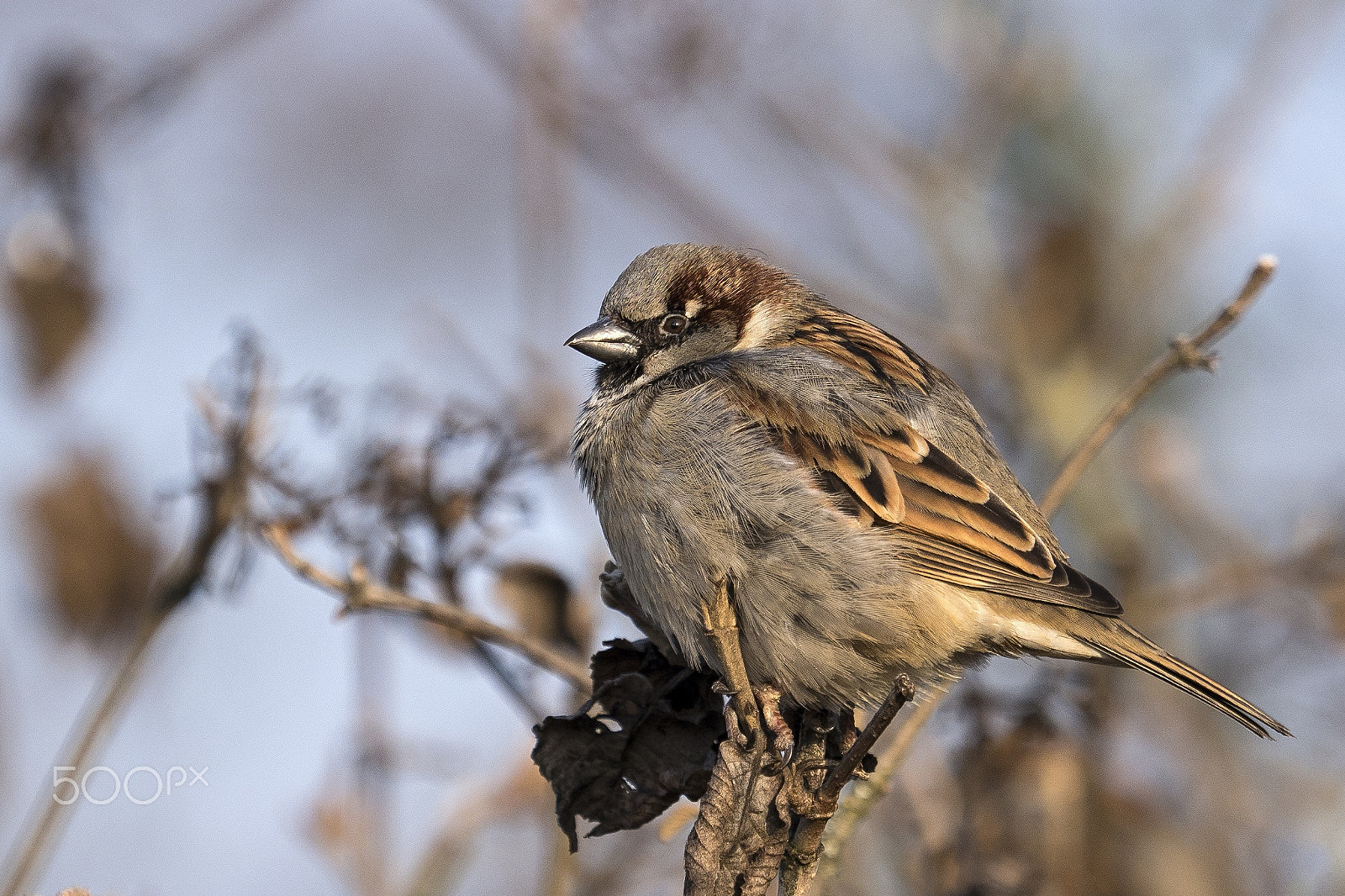 Olympus M.Zuiko Digital ED 40-150mm F2.8 Pro sample photo. Sparrow photography