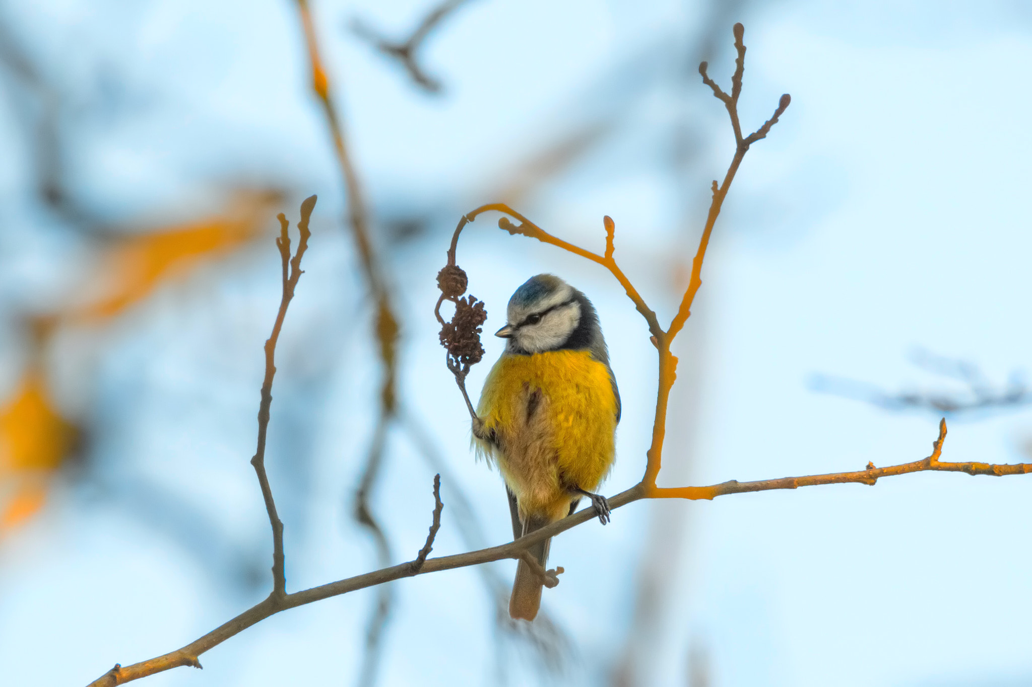 Tamron SP 150-600mm F5-6.3 Di VC USD sample photo
