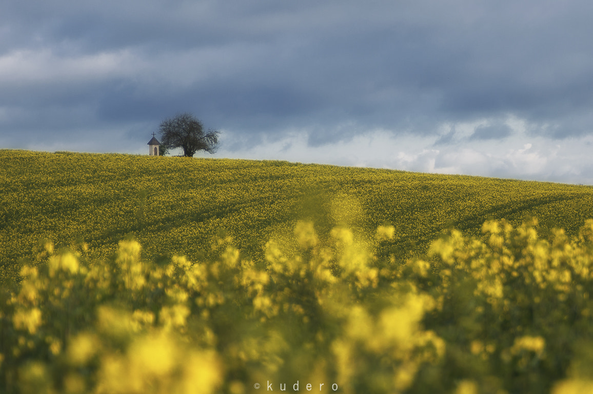 AF Zoom-Nikkor 28-105mm f/3.5-4.5D IF sample photo. Colza fields. photography