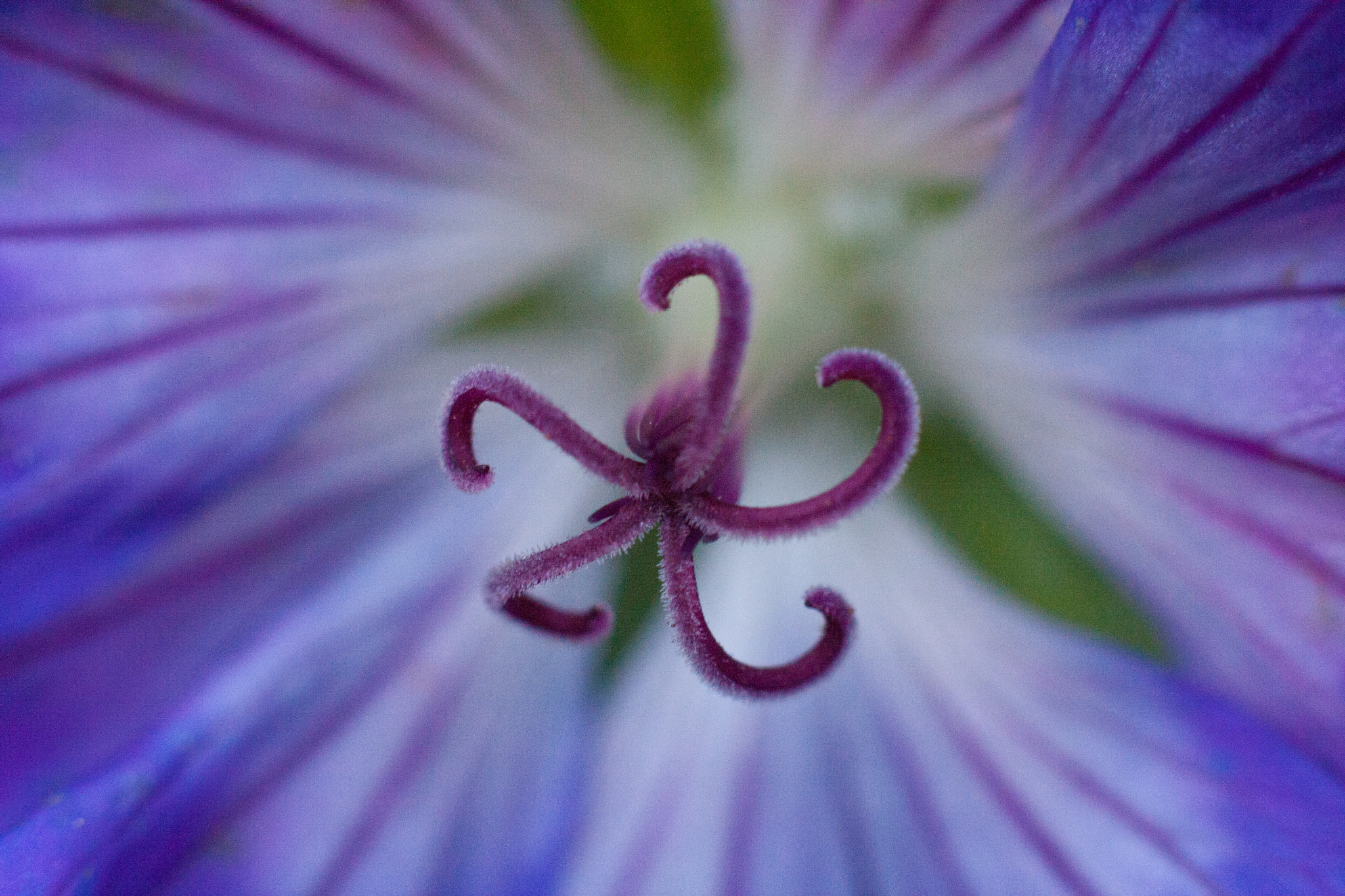 Canon EOS 400D (EOS Digital Rebel XTi / EOS Kiss Digital X) sample photo. Spider-flower photography