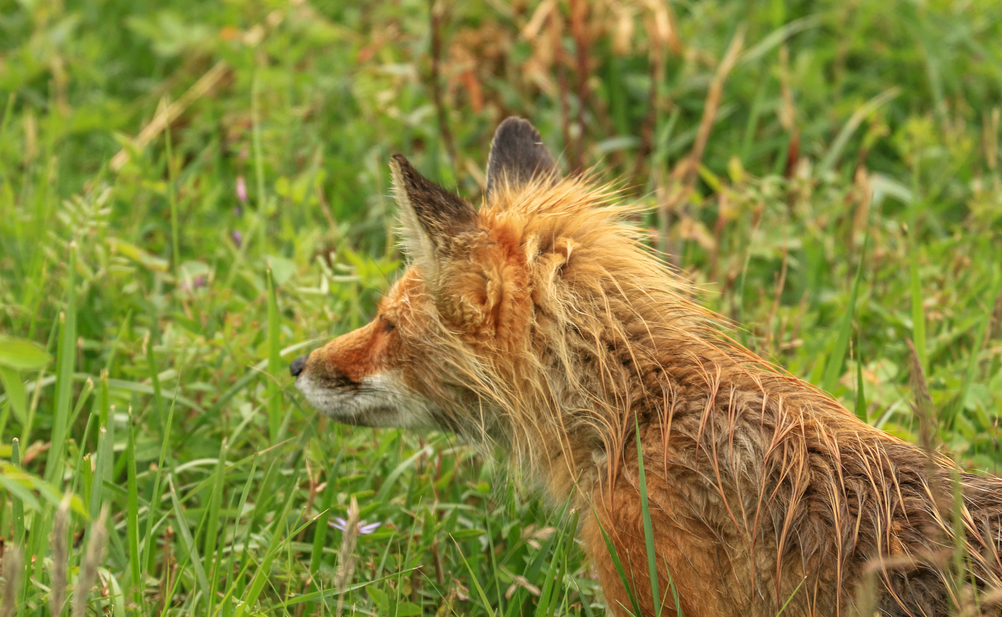 Canon EF 70-300mm F4-5.6L IS USM sample photo. A fox has to do what a fox has got to do photography