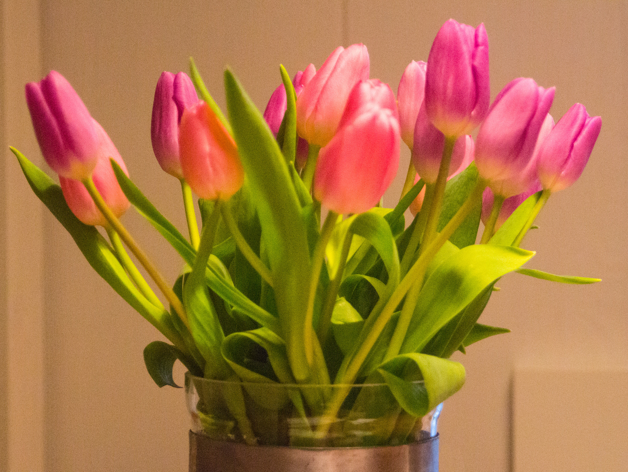 Canon EOS 700D (EOS Rebel T5i / EOS Kiss X7i) sample photo. Tulpen photography