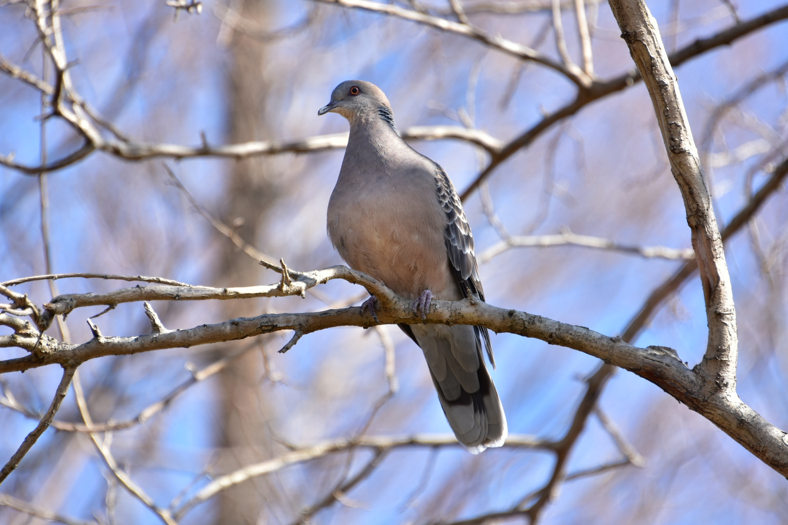 Nikon D7200 sample photo