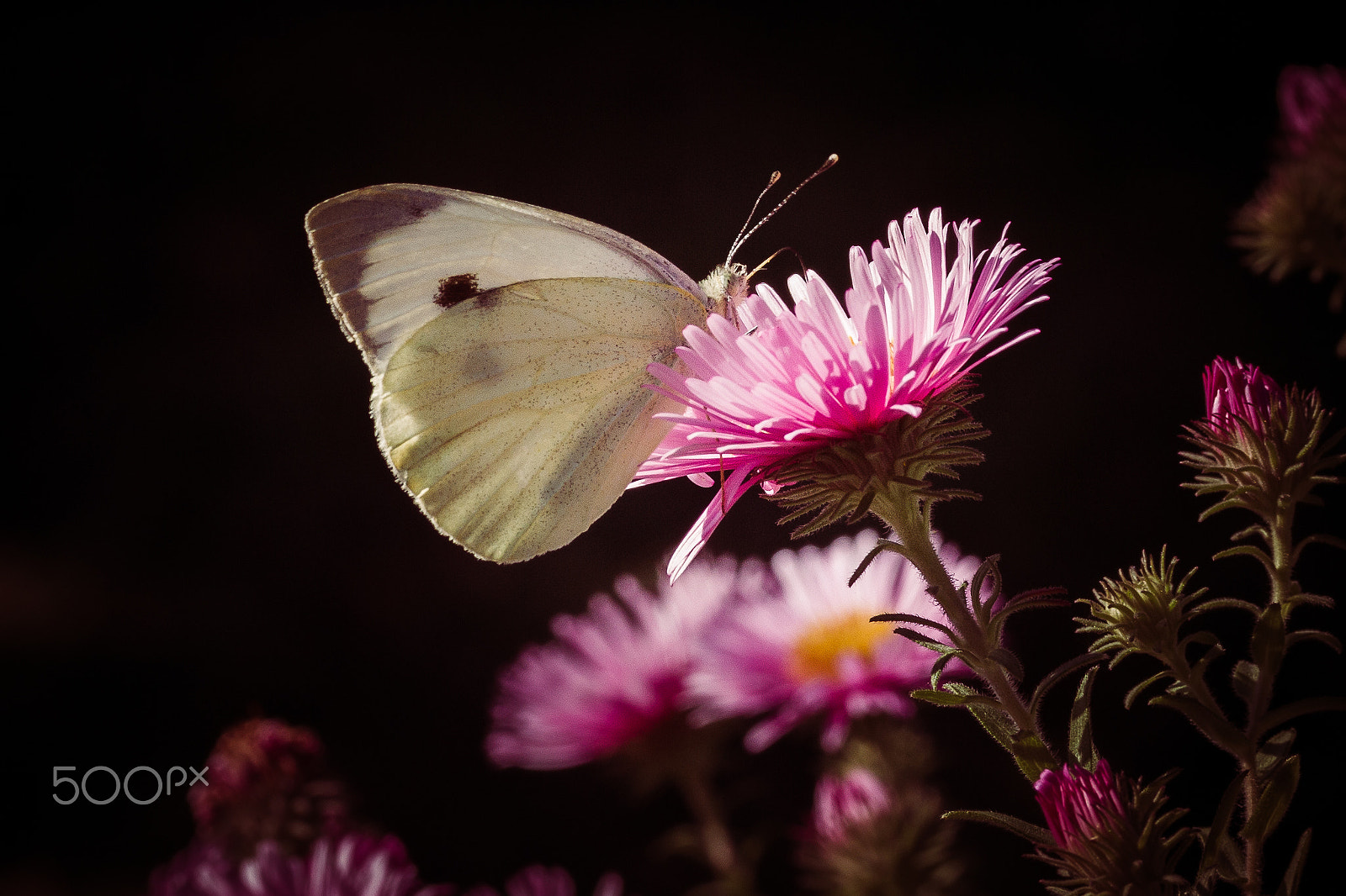 Canon EF-S 60mm F2.8 Macro USM sample photo. Butterfly photography