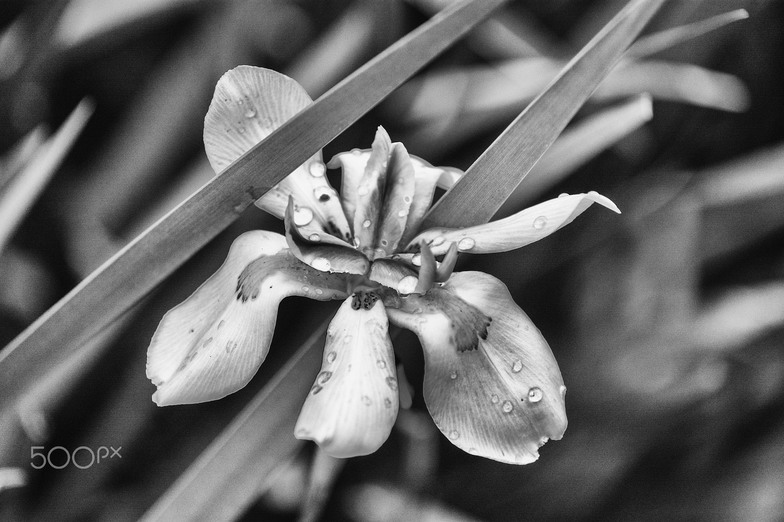 AF Zoom-Nikkor 70-210mm f/4 sample photo. Wet irises 1 photography