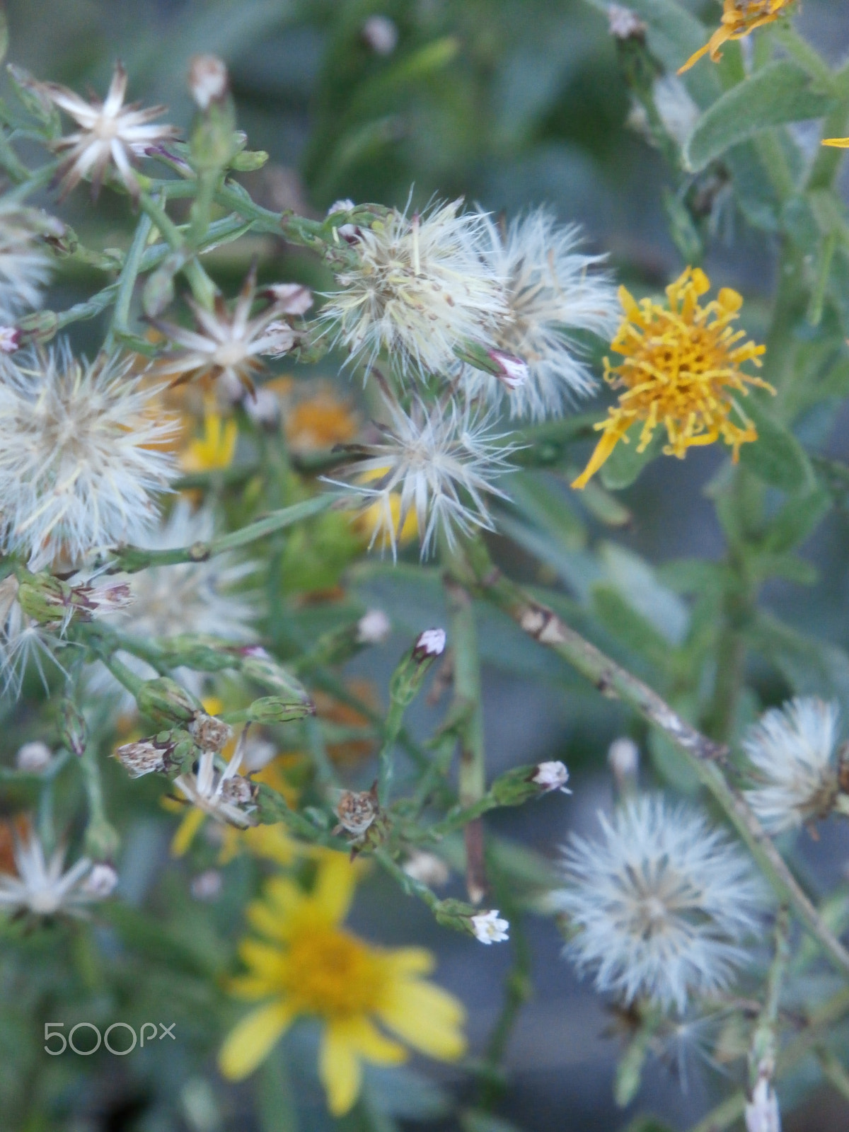Olympus SZ-15,DZ-100 sample photo. Bella photography