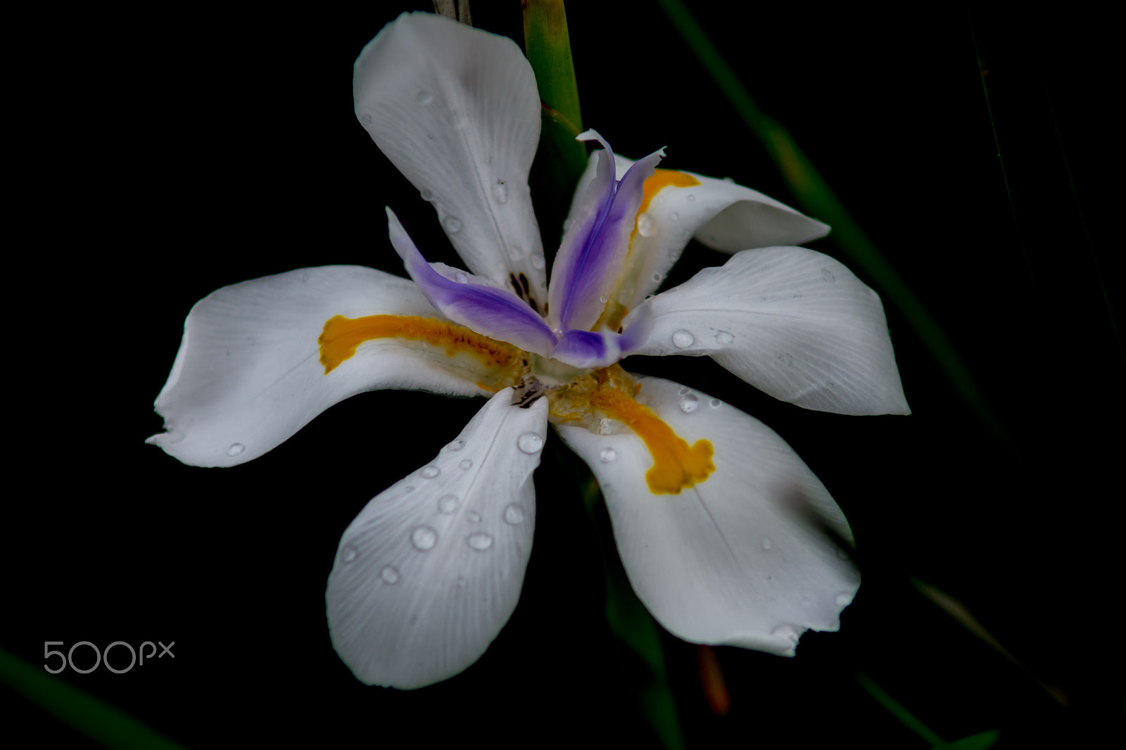 Nikon D7100 + AF Zoom-Nikkor 70-210mm f/4 sample photo. Wet irises 4 photography