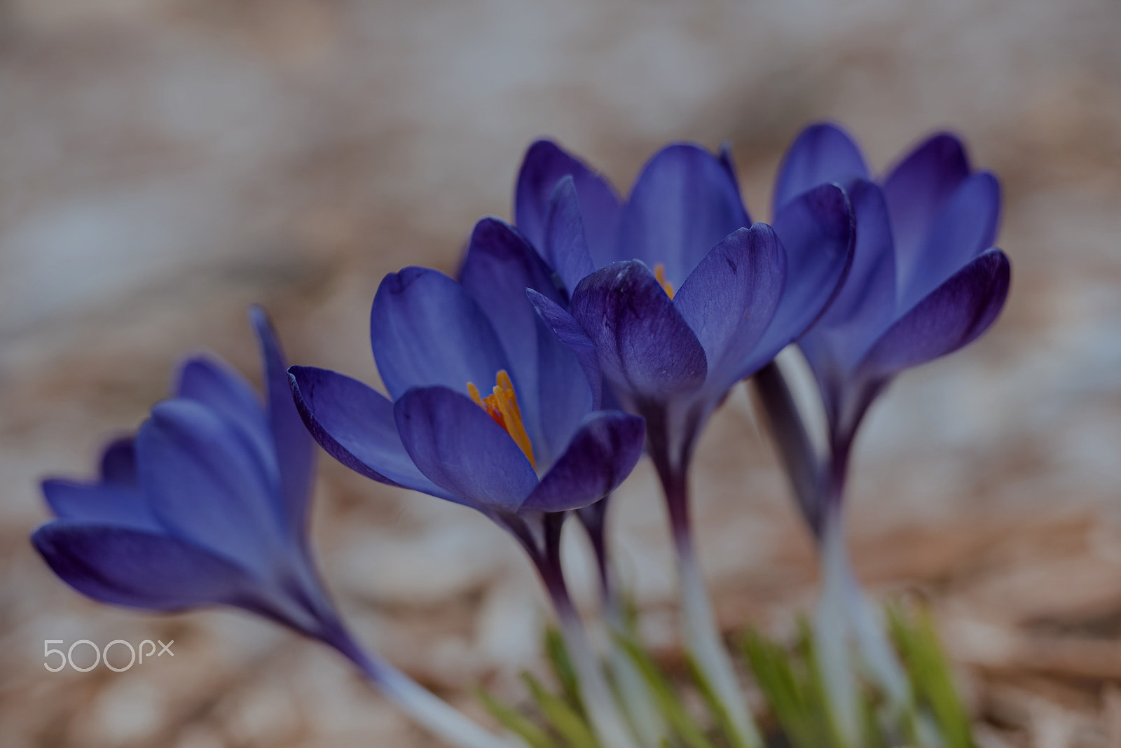 Nikon D810 sample photo. Spring time photography