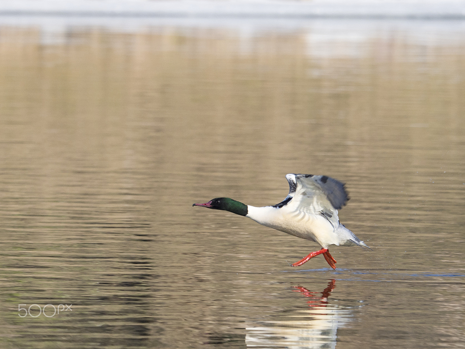Olympus OM-D E-M1 Mark II + Olympus M.Zuiko Digital ED 40-150mm F2.8 Pro sample photo. Common merganser taking off photography