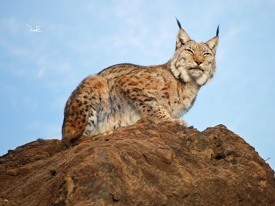 Canon EF-S 55-250mm F4-5.6 IS sample photo. Lince photography