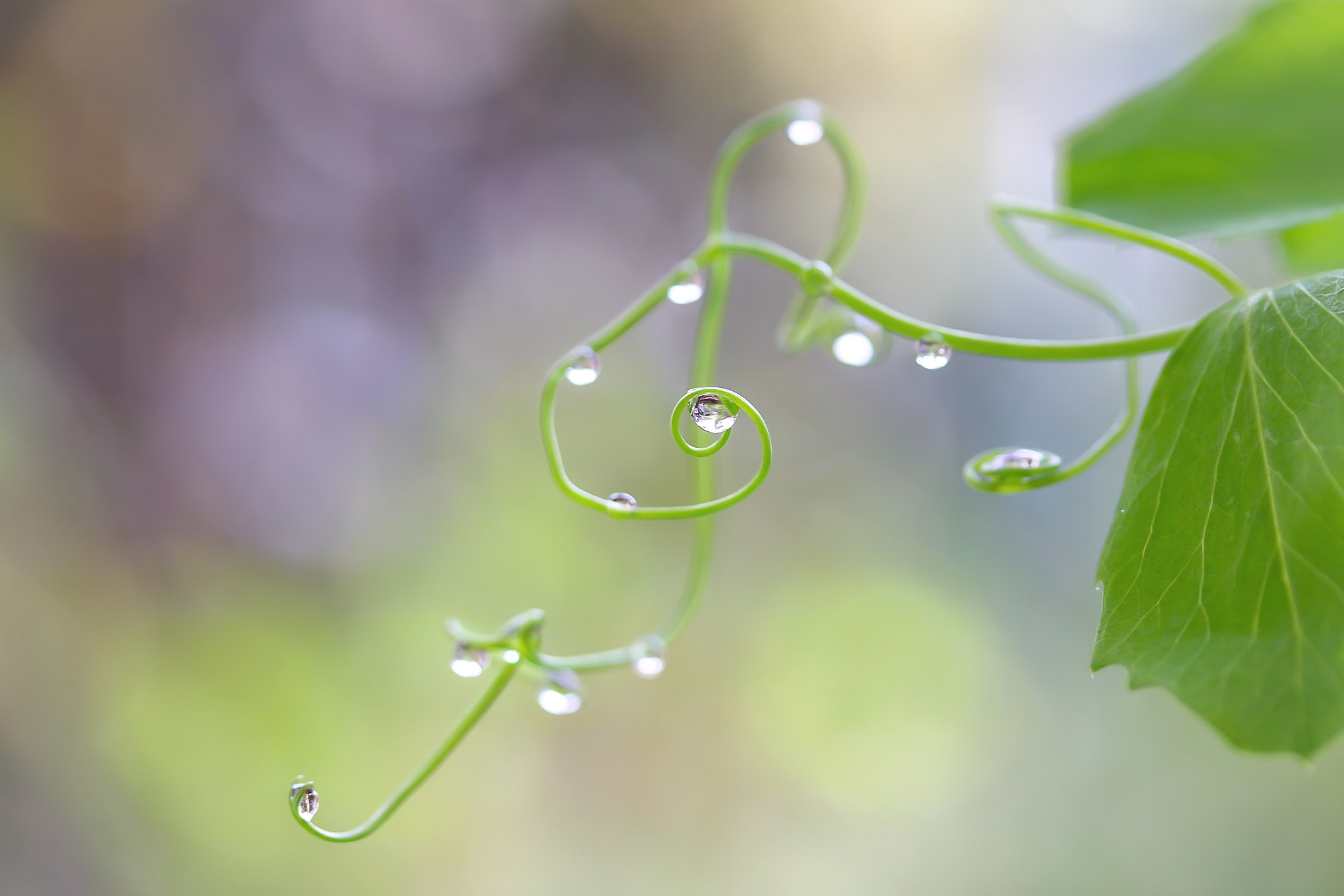 Canon EOS 760D (EOS Rebel T6s / EOS 8000D) + Canon EF-S 60mm F2.8 Macro USM sample photo. Can you hear the joy of spring rain? photography