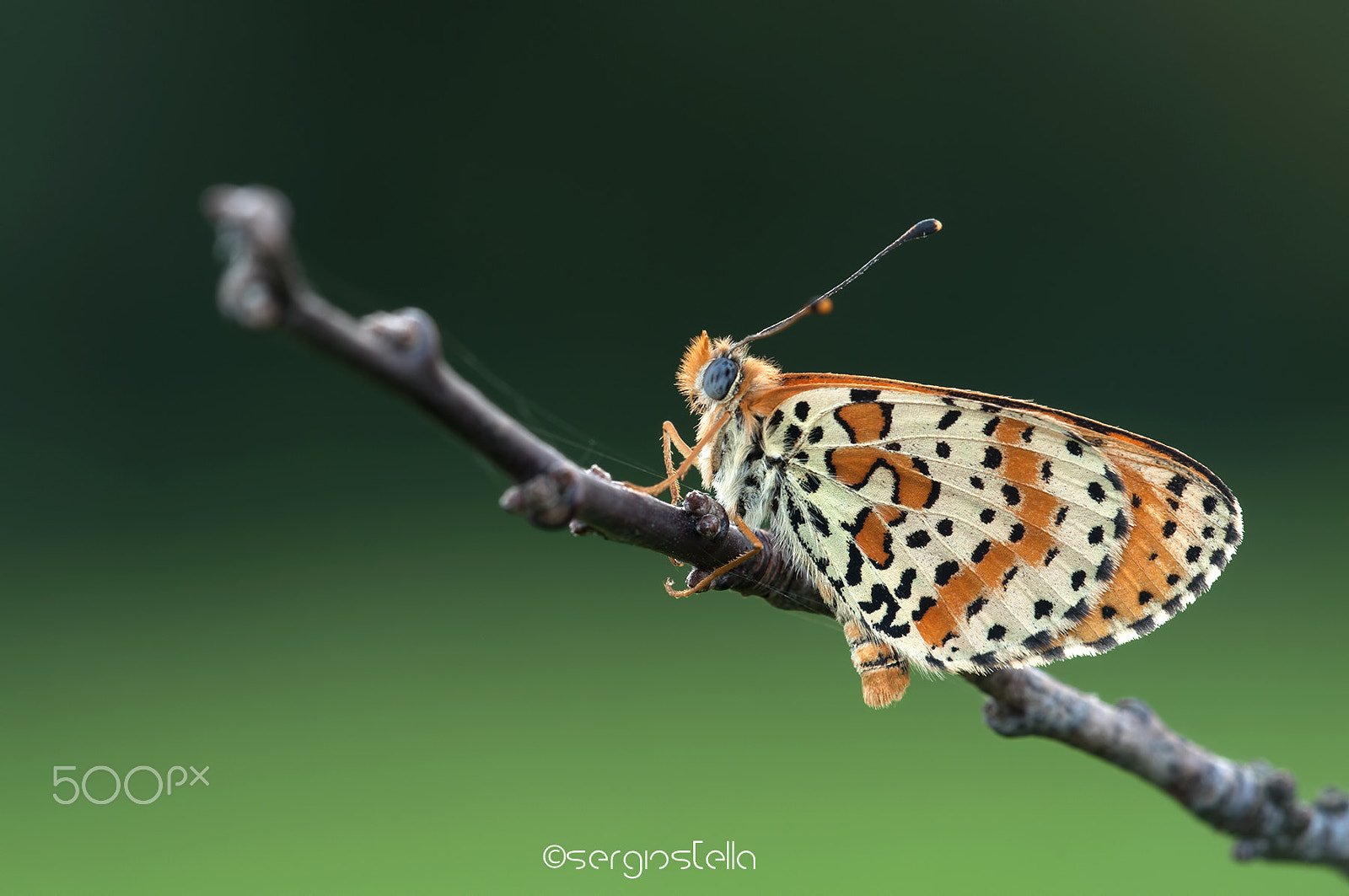Sigma 150mm F2.8 EX DG Macro HSM sample photo. Miss didyma_____ photography