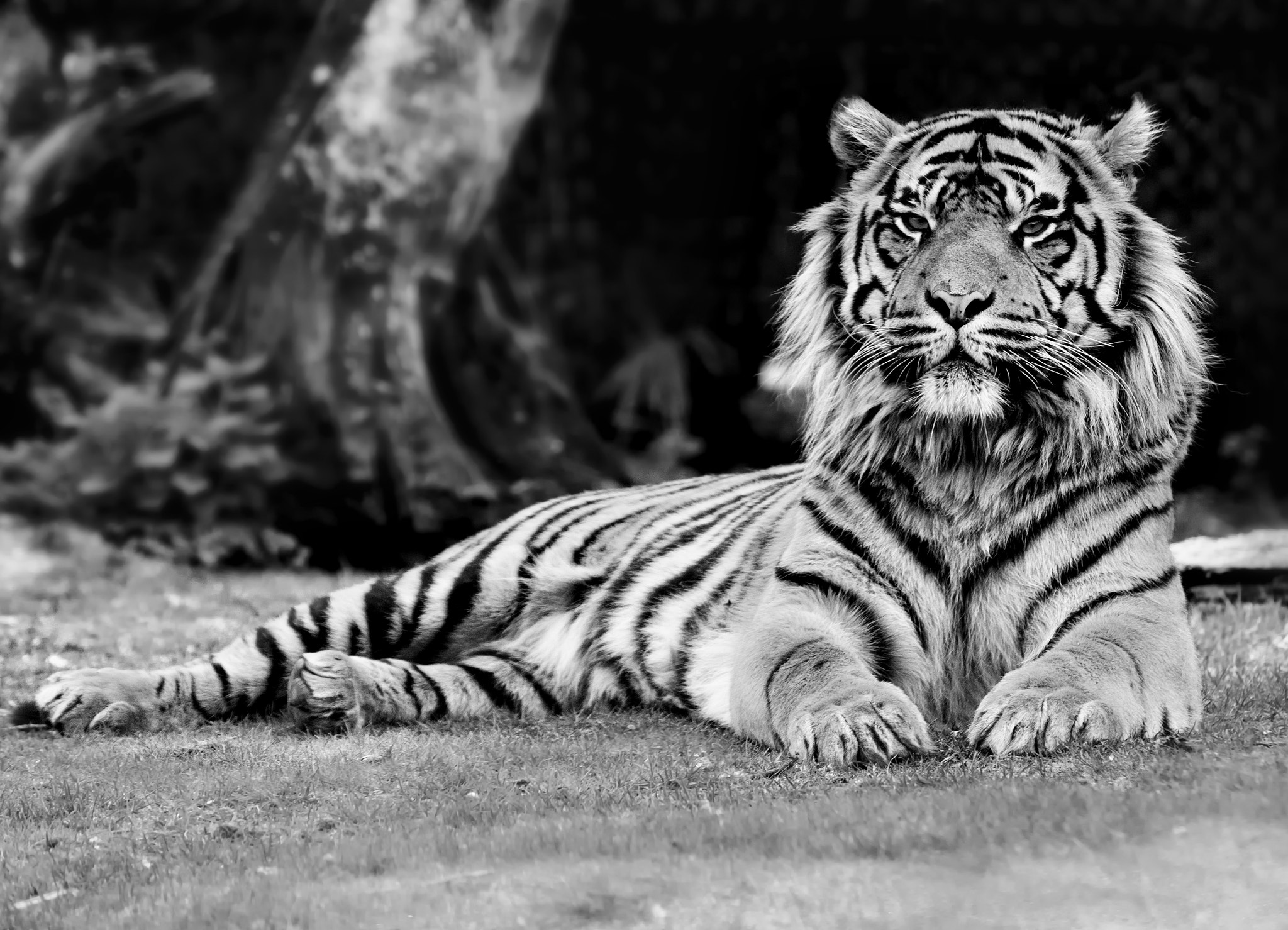 Sigma 50-200mm F4-5.6 DC OS HSM sample photo. In the eyes of the tiger photography