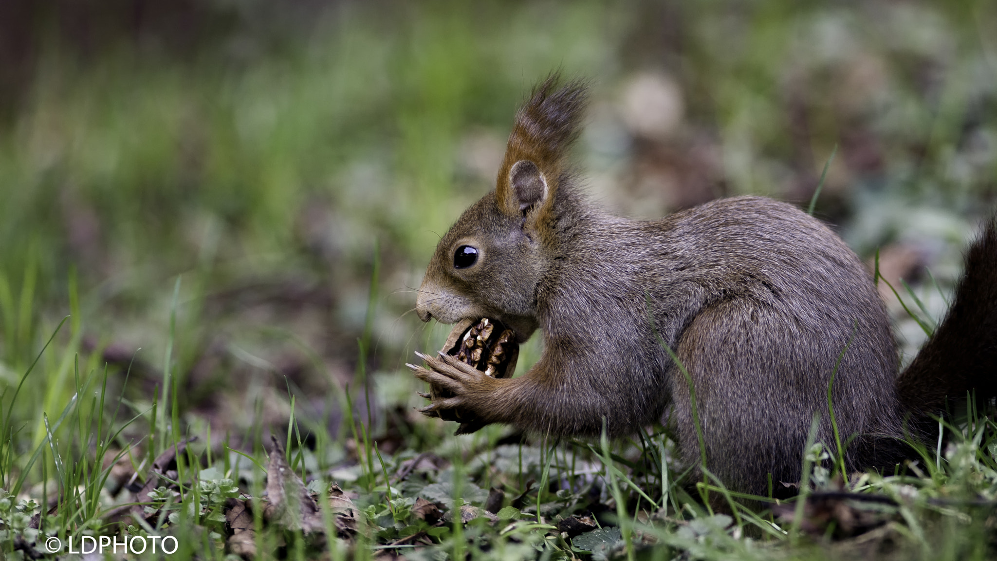 Nikon D7200 + Nikon AF-S Nikkor 300mm F2.8G ED VR II sample photo. Squirrel - scoiattolo photography