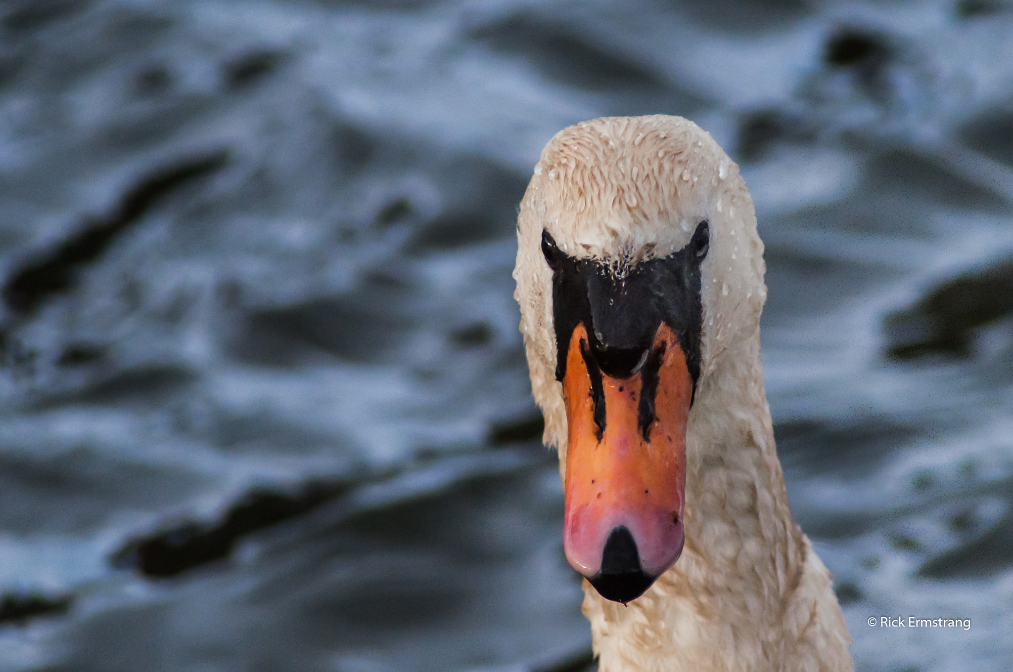 AF Nikkor 180mm f/2.8 IF-ED sample photo. Portrait of a swan photography