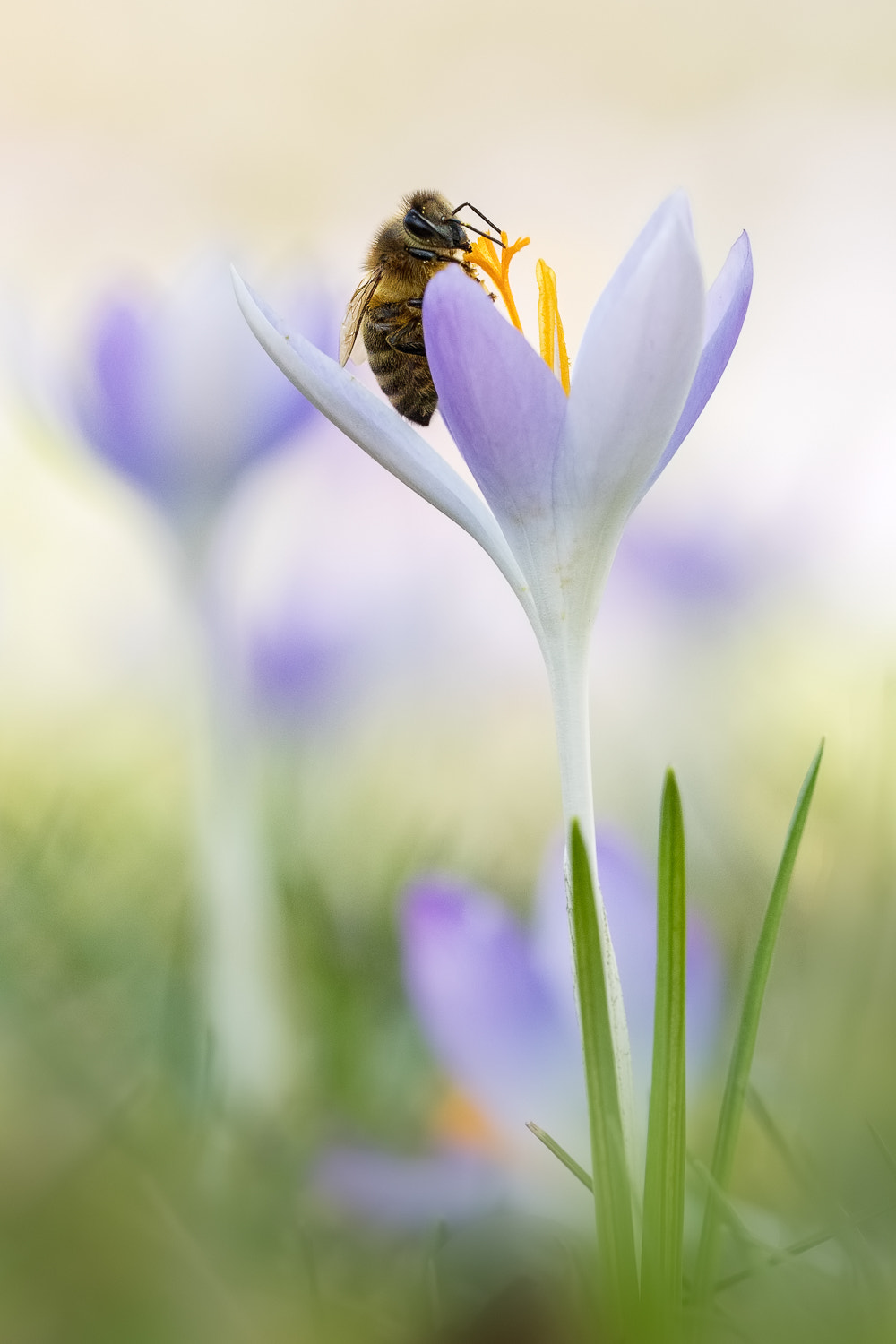 Sigma 150mm f/2.8 EX DG OS HSM APO Macro sample photo. Spring wakes up ii photography