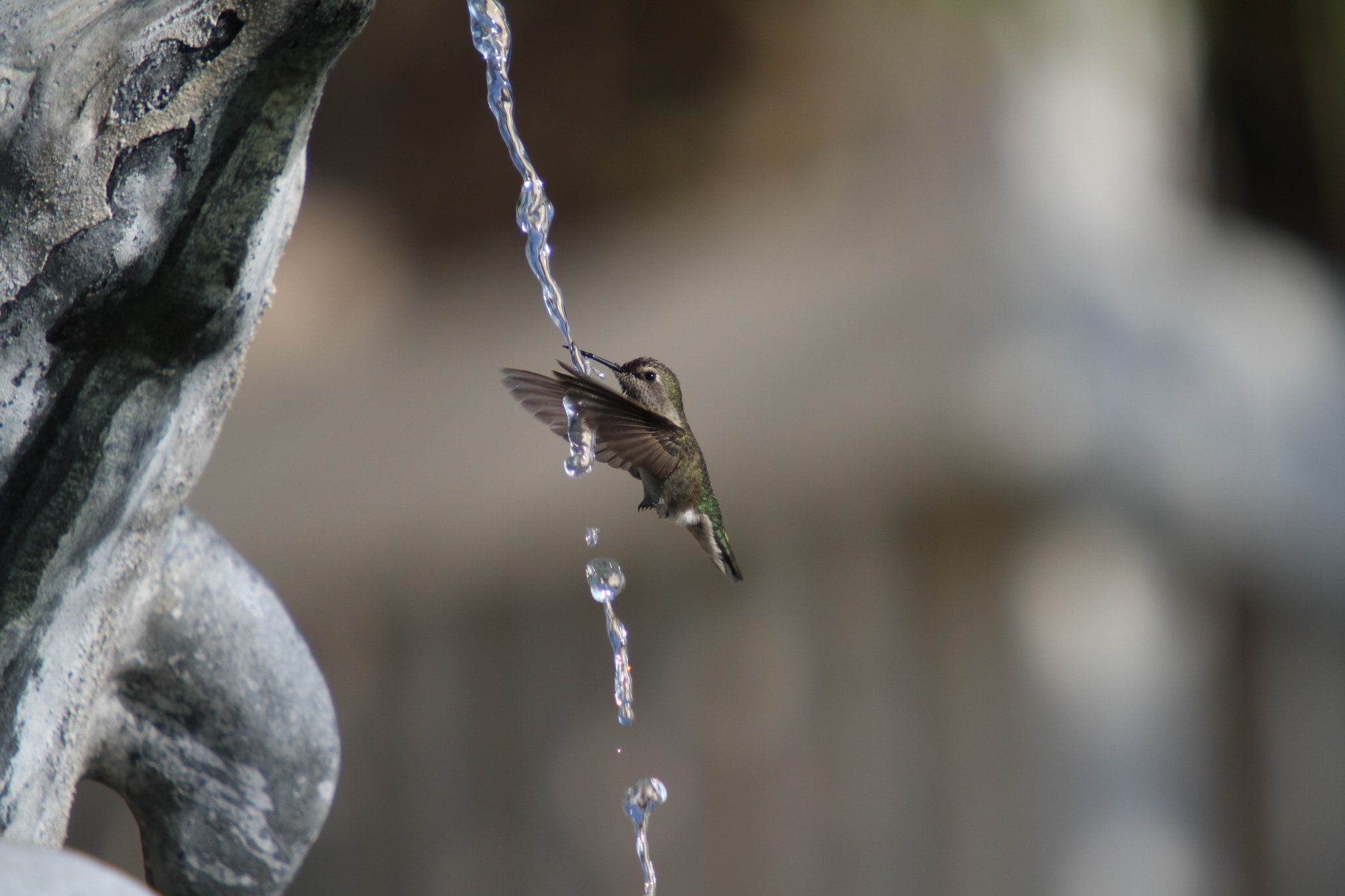 Canon EOS 7D sample photo. Hummingbird - out of the box photography