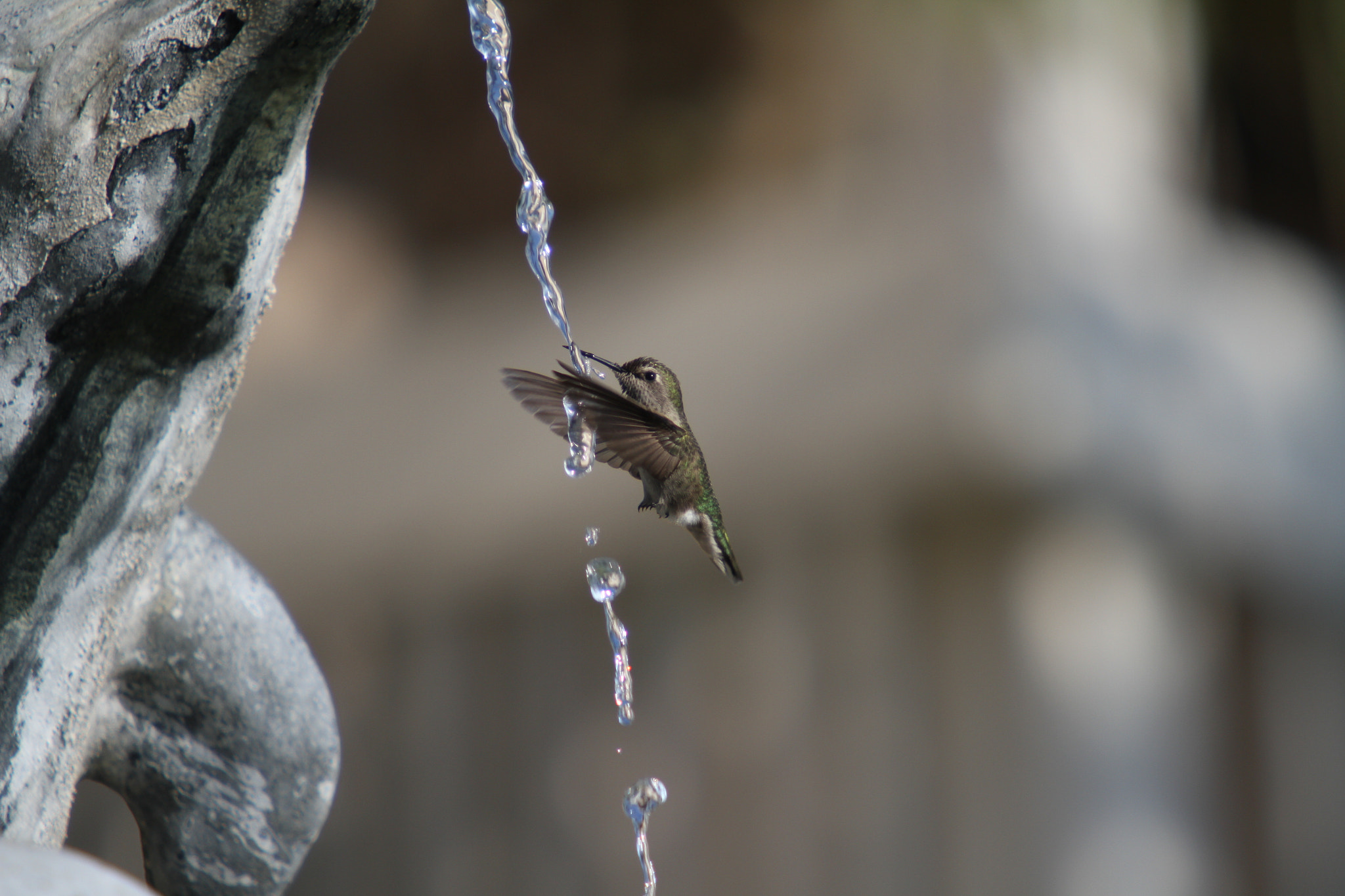 Canon EF 70-200mm F2.8L USM sample photo. Hummingbird - out of the box photography
