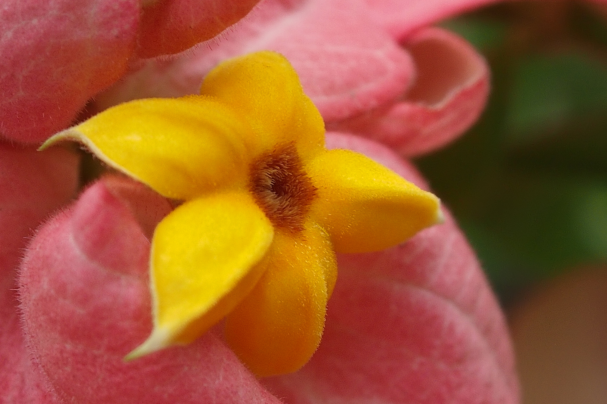 Olympus PEN E-P3 sample photo. Mussaenda  rosa. photography