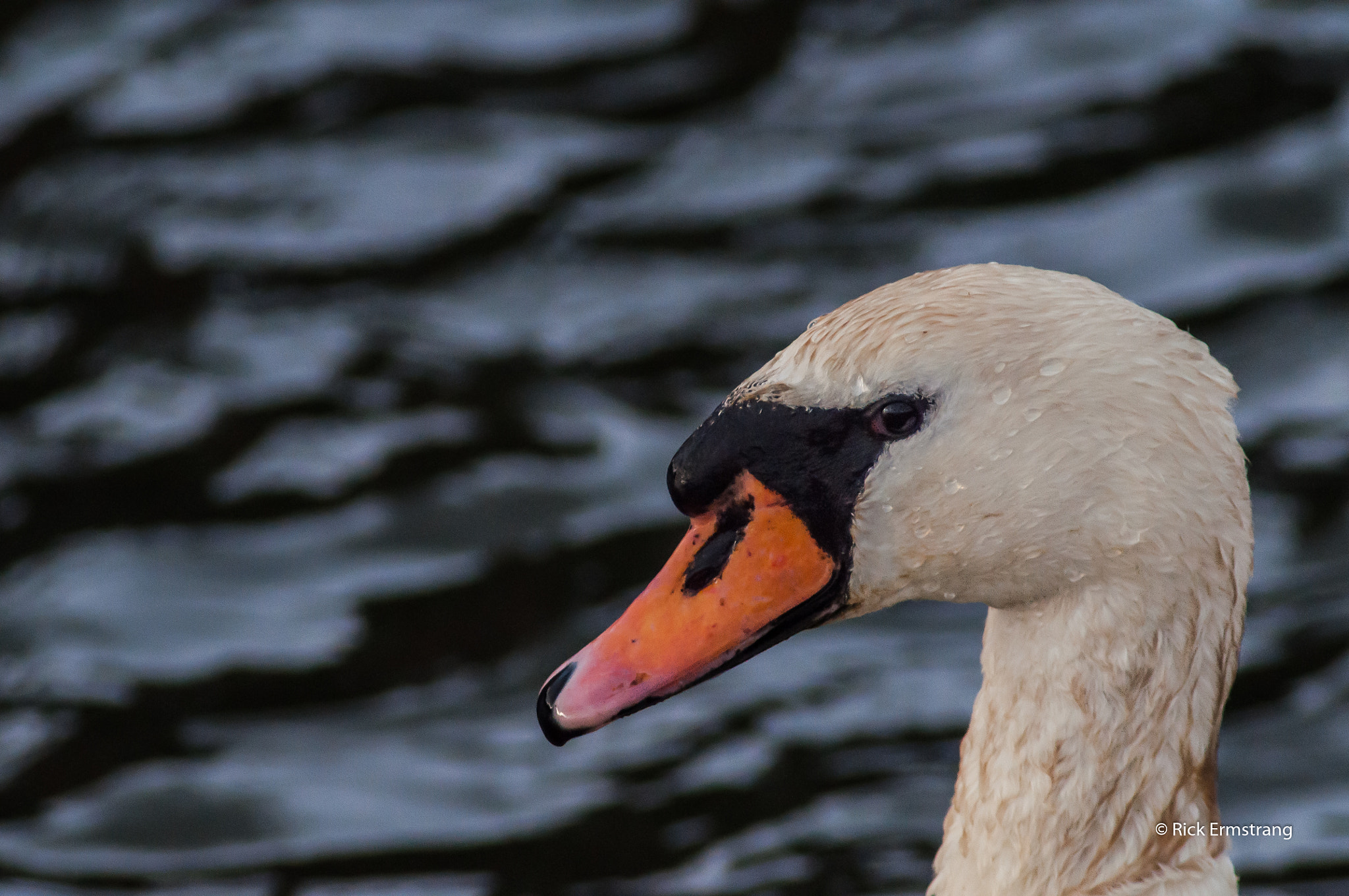 AF Nikkor 180mm f/2.8 IF-ED sample photo. Portrait of a swan photography