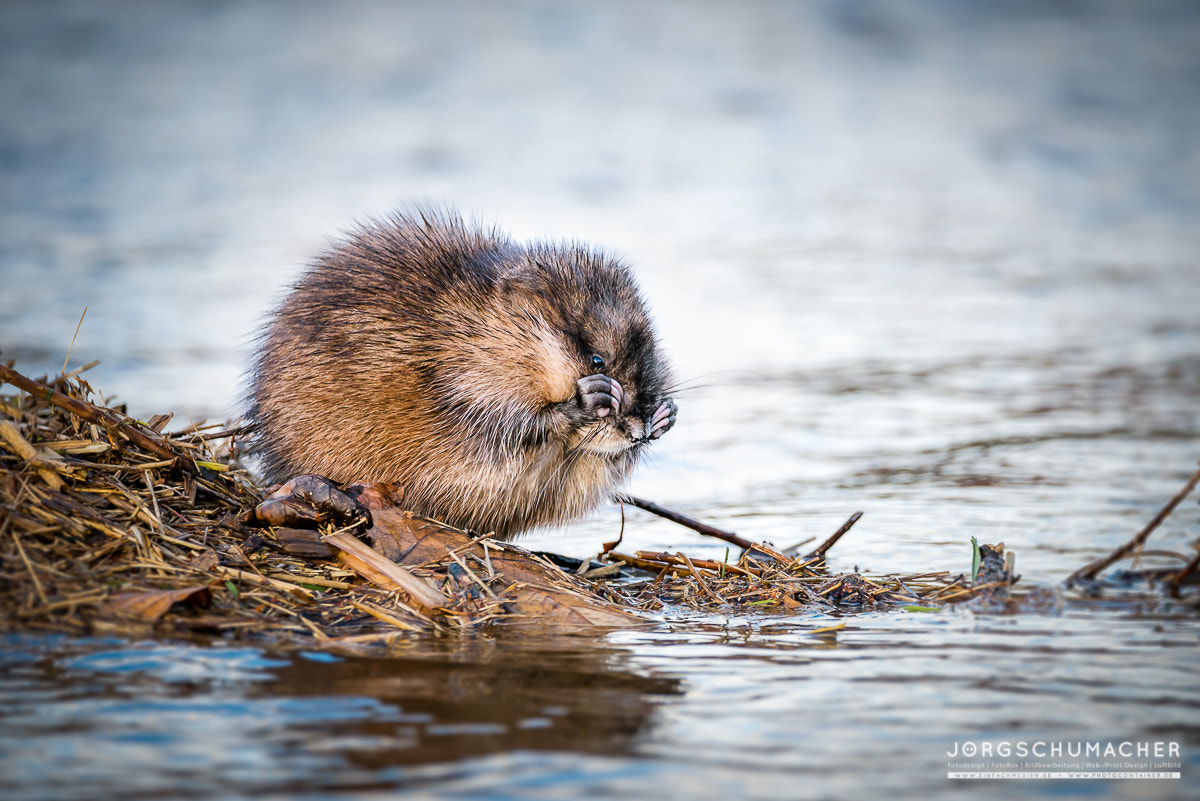 Sigma 150-600mm F5-6.3 DG OS HSM | C sample photo. Bisamratte photography
