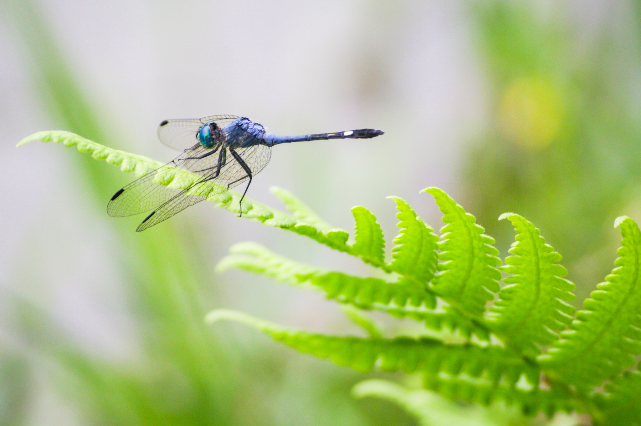 Sigma 55-200mm f/4-5.6 DC sample photo. Blue dragon-fly photography