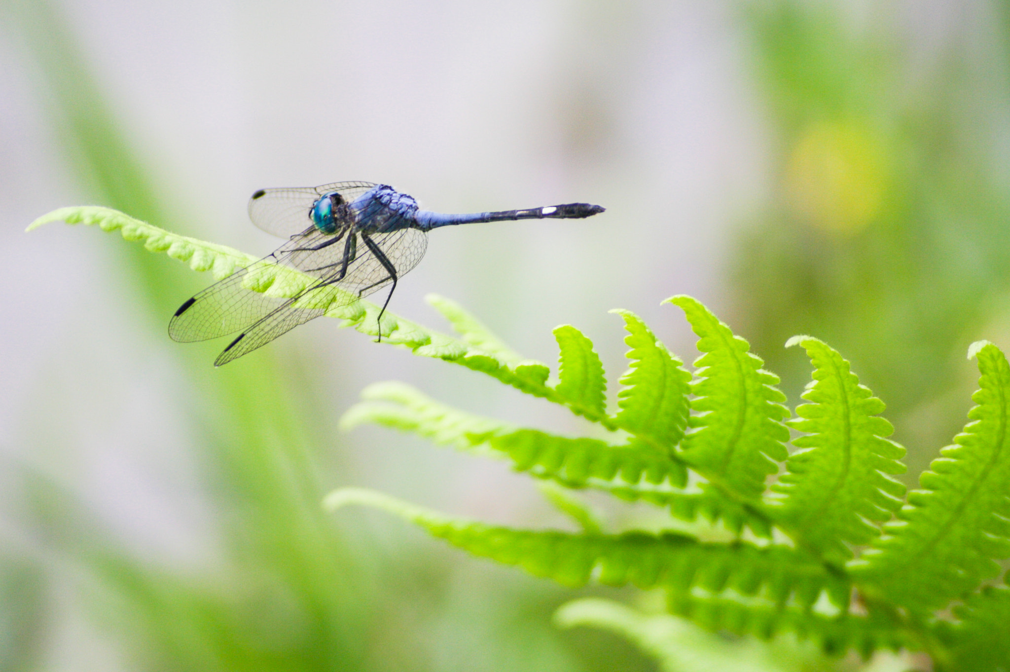 Canon EOS 1000D (EOS Digital Rebel XS / EOS Kiss F) sample photo. Blue dragon-fly photography