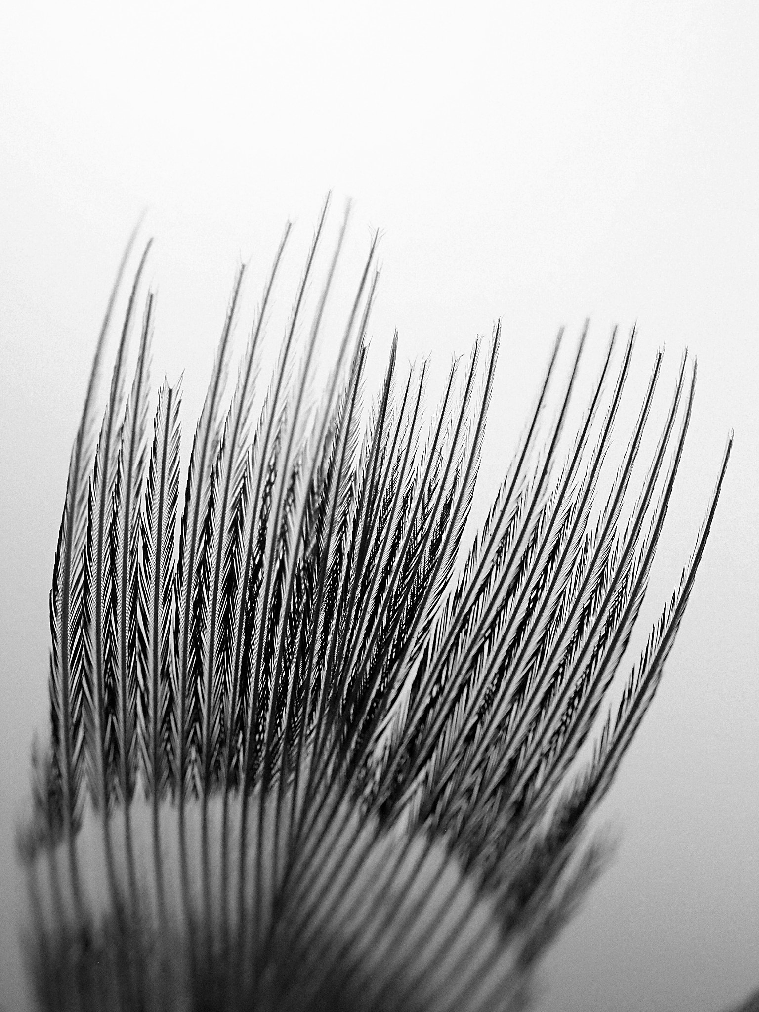 Olympus M.Zuiko Digital ED 60mm F2.8 Macro sample photo. Griffe photography