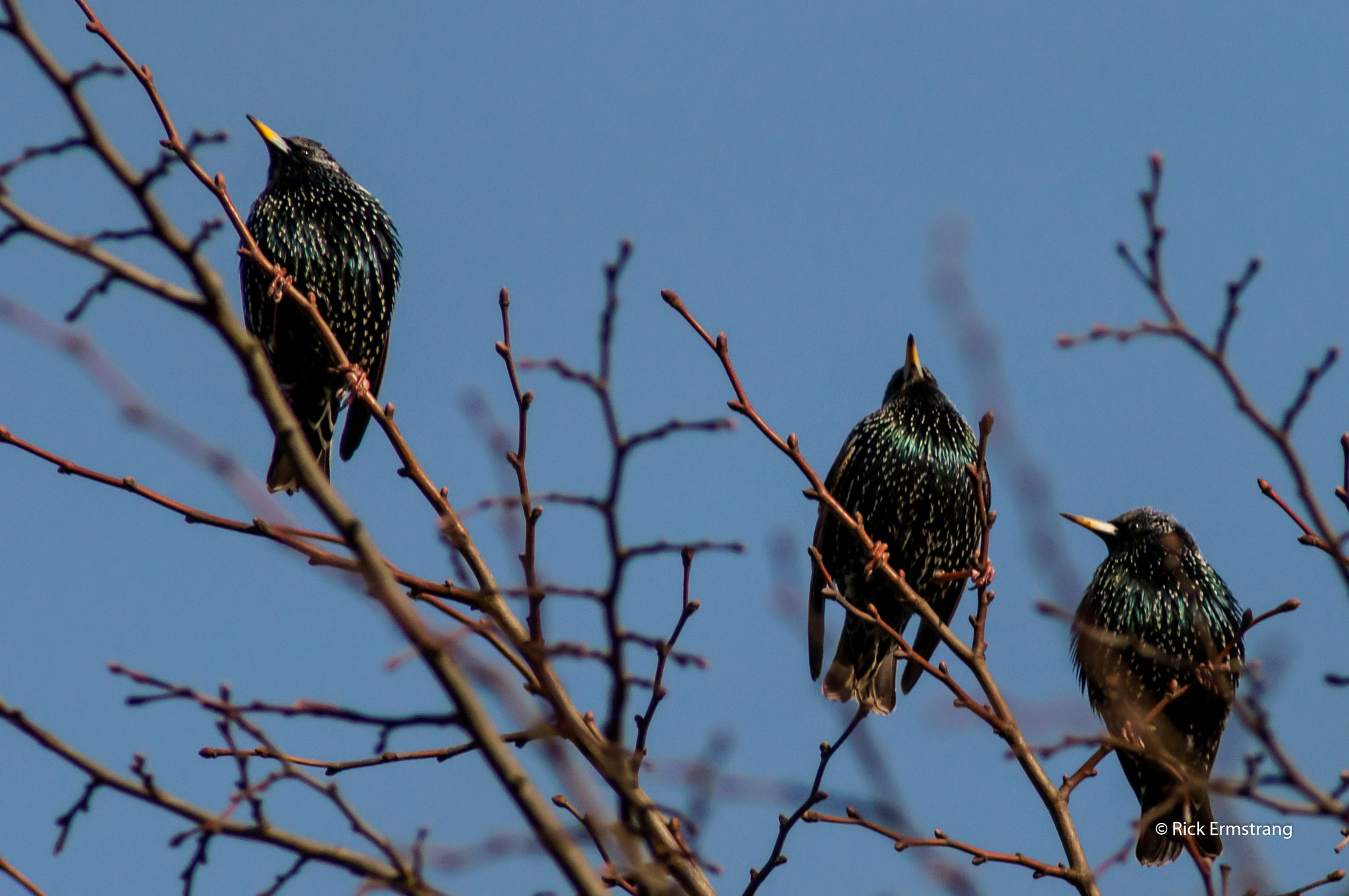 AF Nikkor 180mm f/2.8 IF-ED sample photo. Starling photography