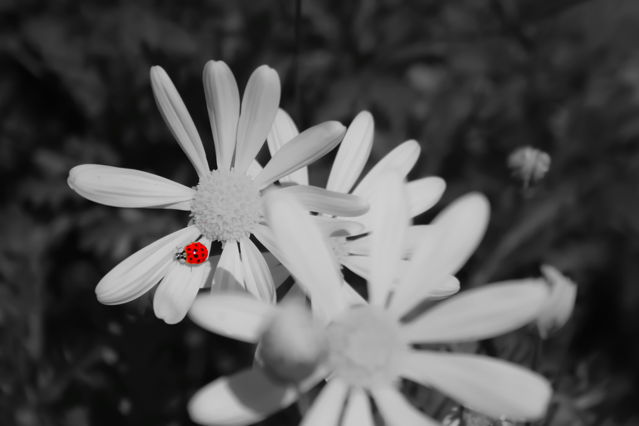 Canon EF-S 18-55mm F3.5-5.6 II sample photo. Ladybug photography