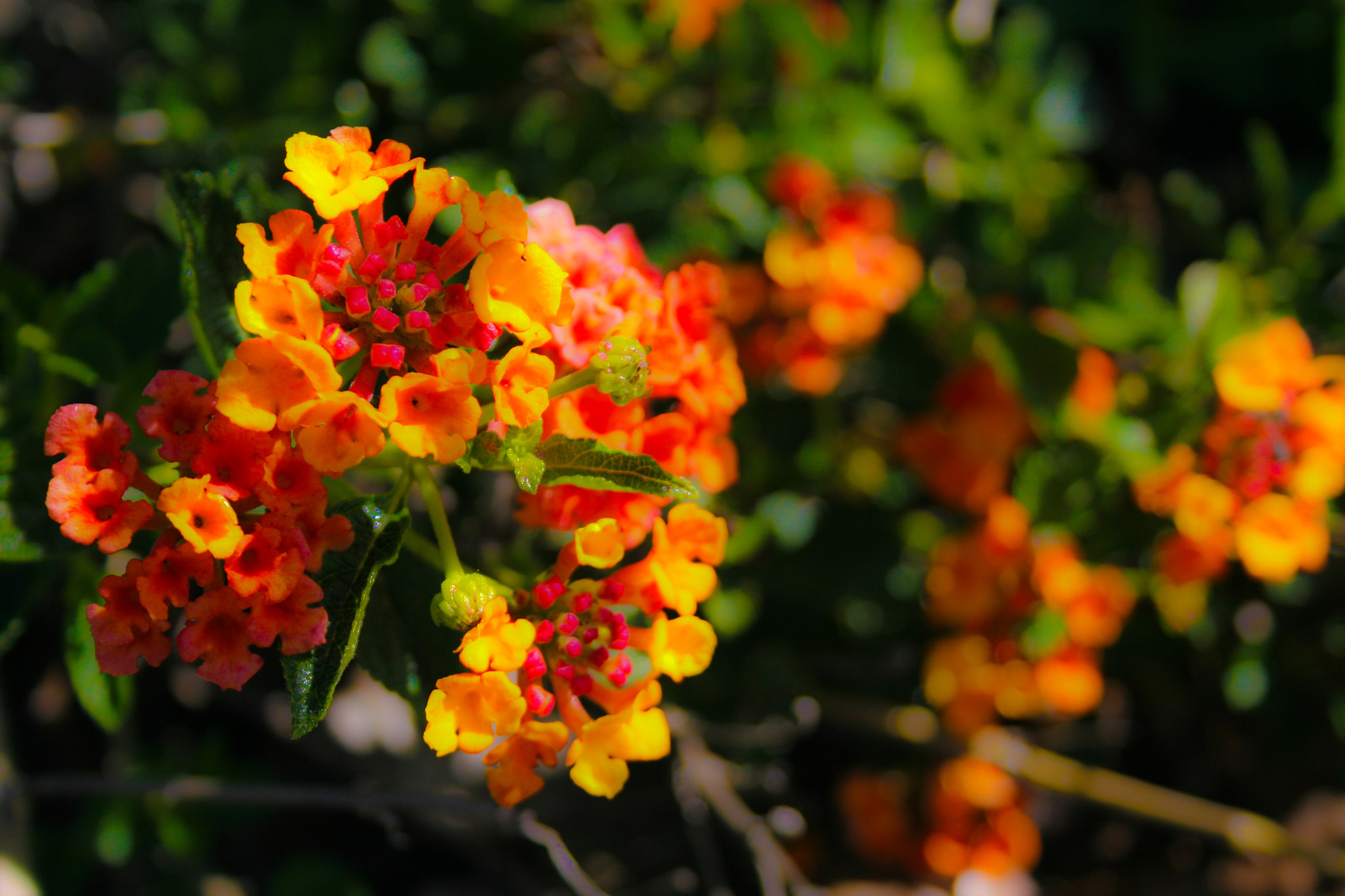 Canon EF-S 18-55mm F3.5-5.6 II sample photo. Spectacle flowers photography