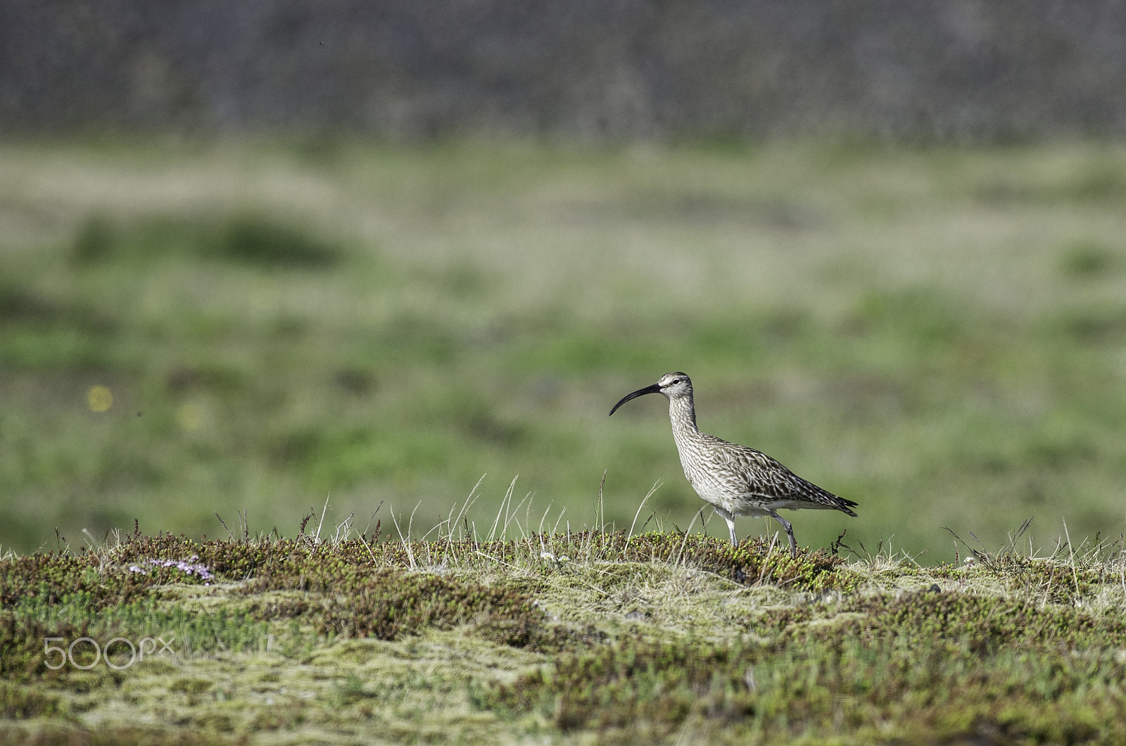 Pentax K-5 sample photo. Walking bird photography