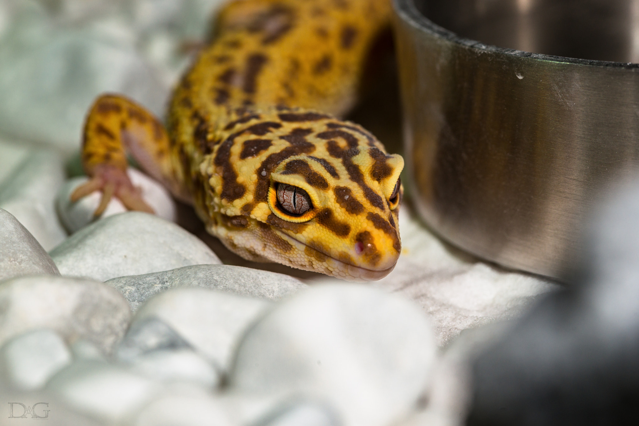 105mm F2.8 sample photo. Eublepharis macularius - 38 photography