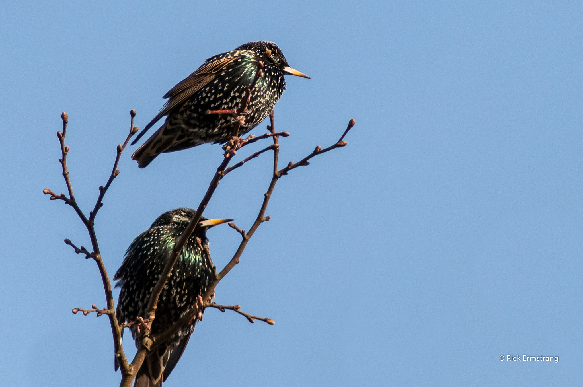 Nikon D90 + AF Nikkor 180mm f/2.8 IF-ED sample photo. Starling photography