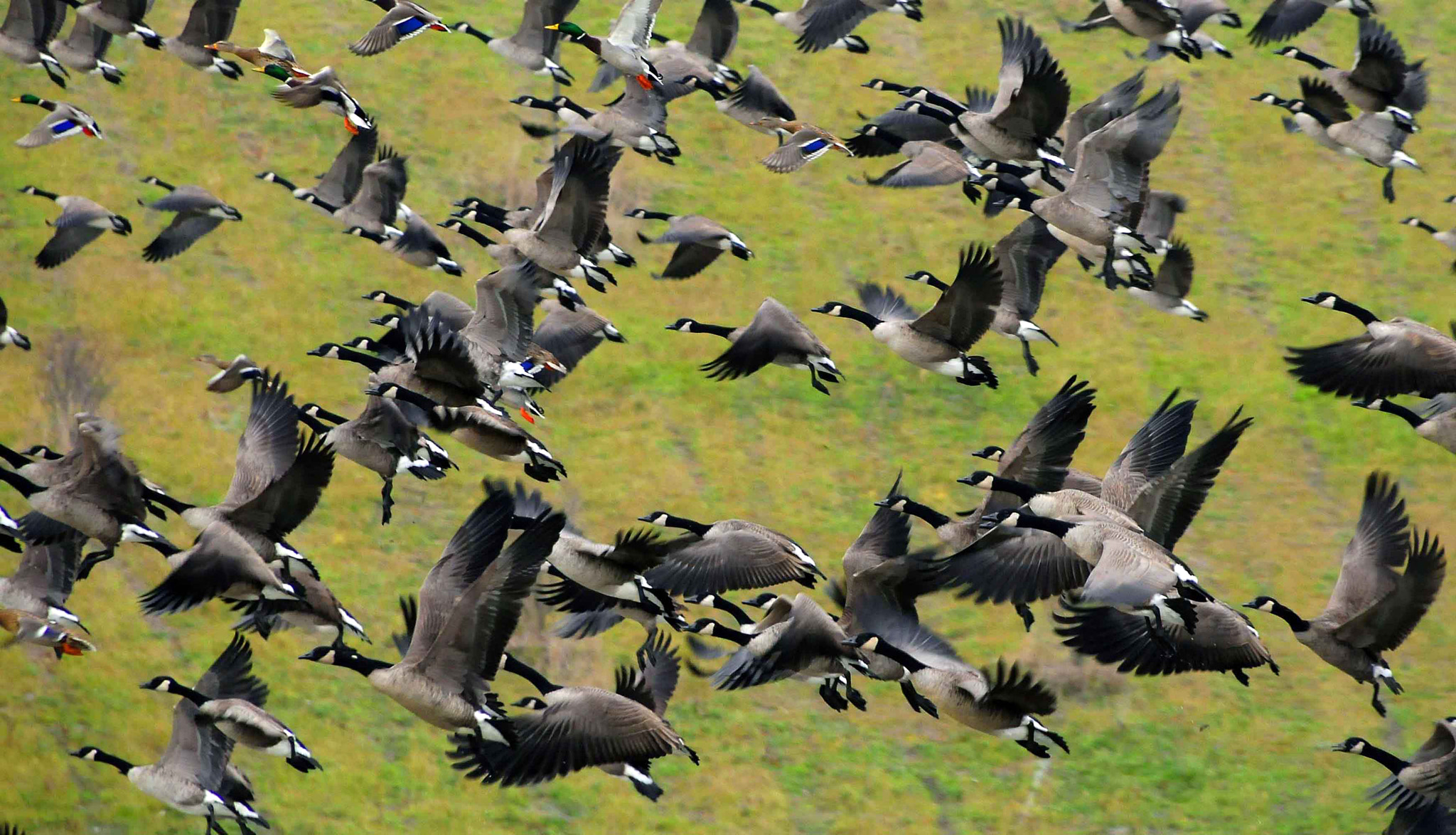 Nikon D300 sample photo. Just passing through! canada geese migration. photography