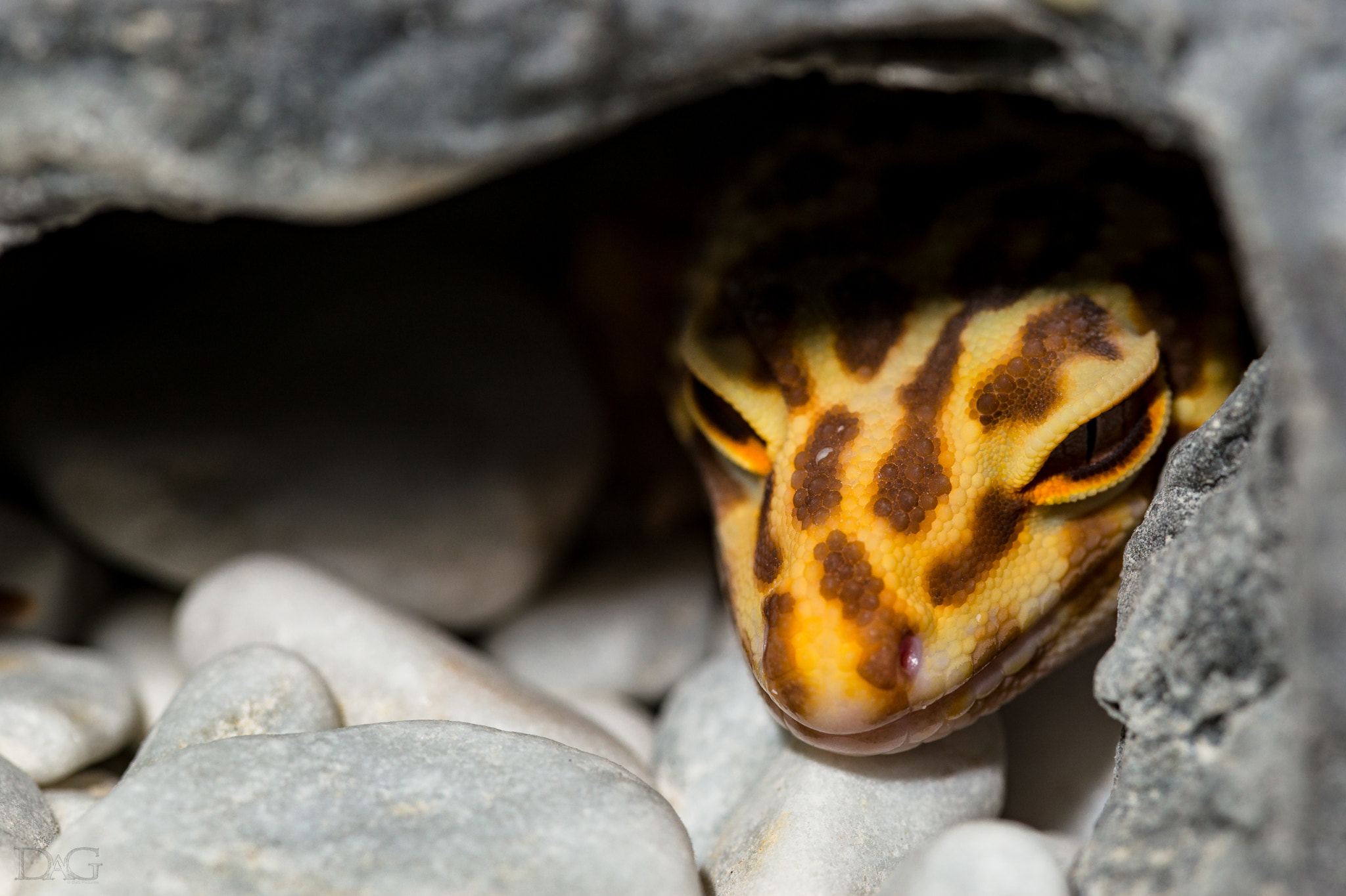 105mm F2.8 sample photo. Eublepharis macularius - 39 photography